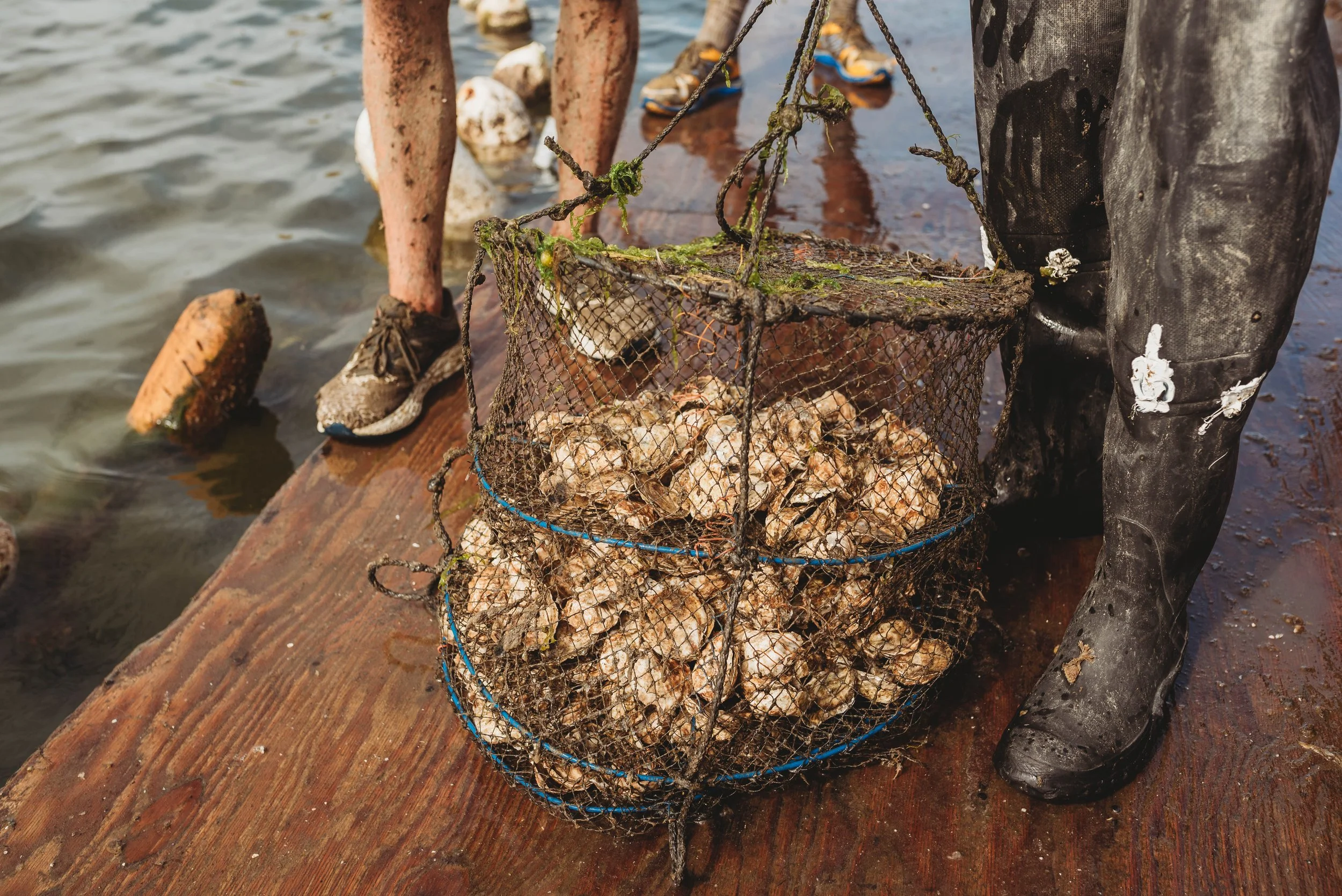 Oyster Farms_-14.jpg