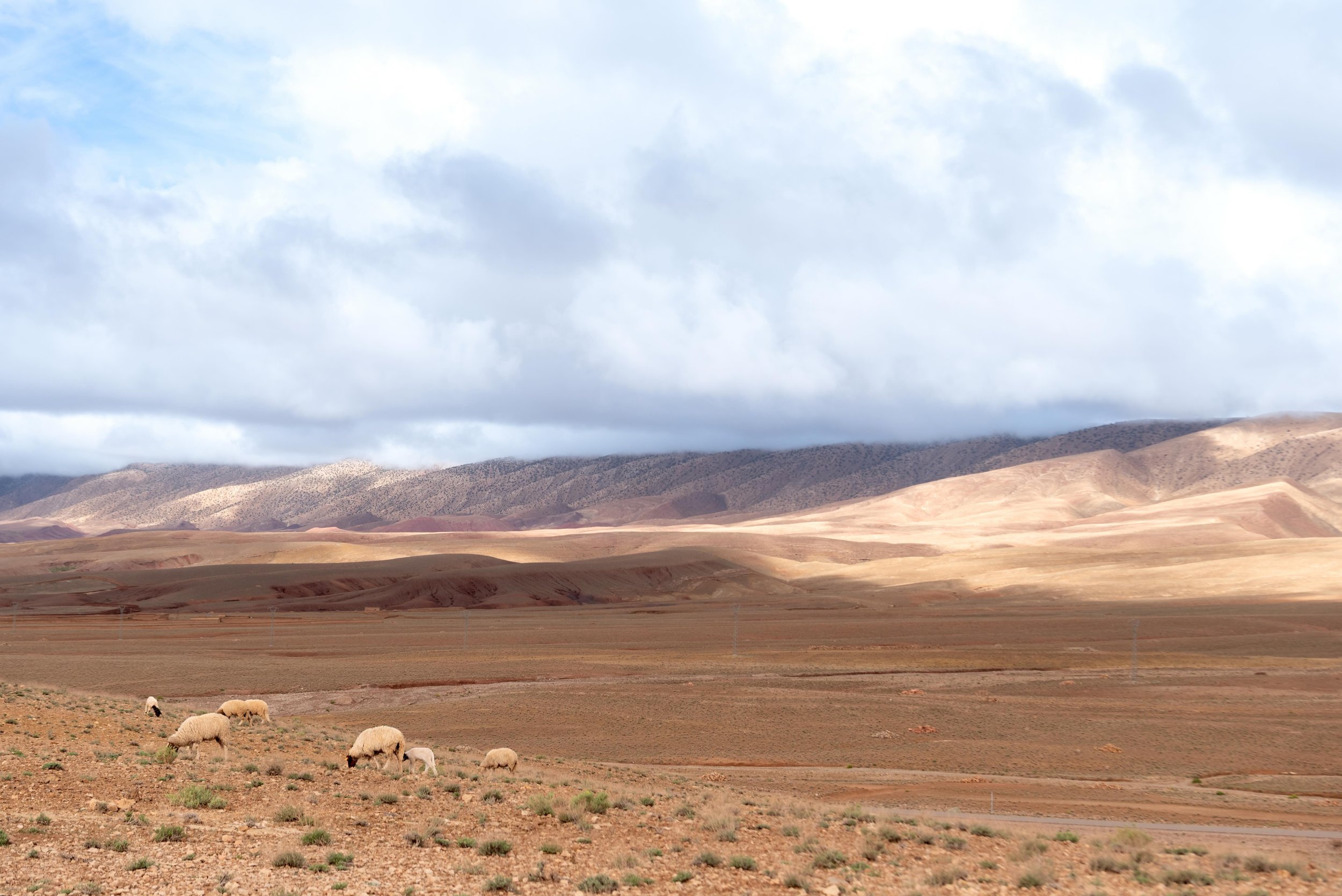 Morocco-Issoumar-trekking-landscape-sheep-1.jpeg