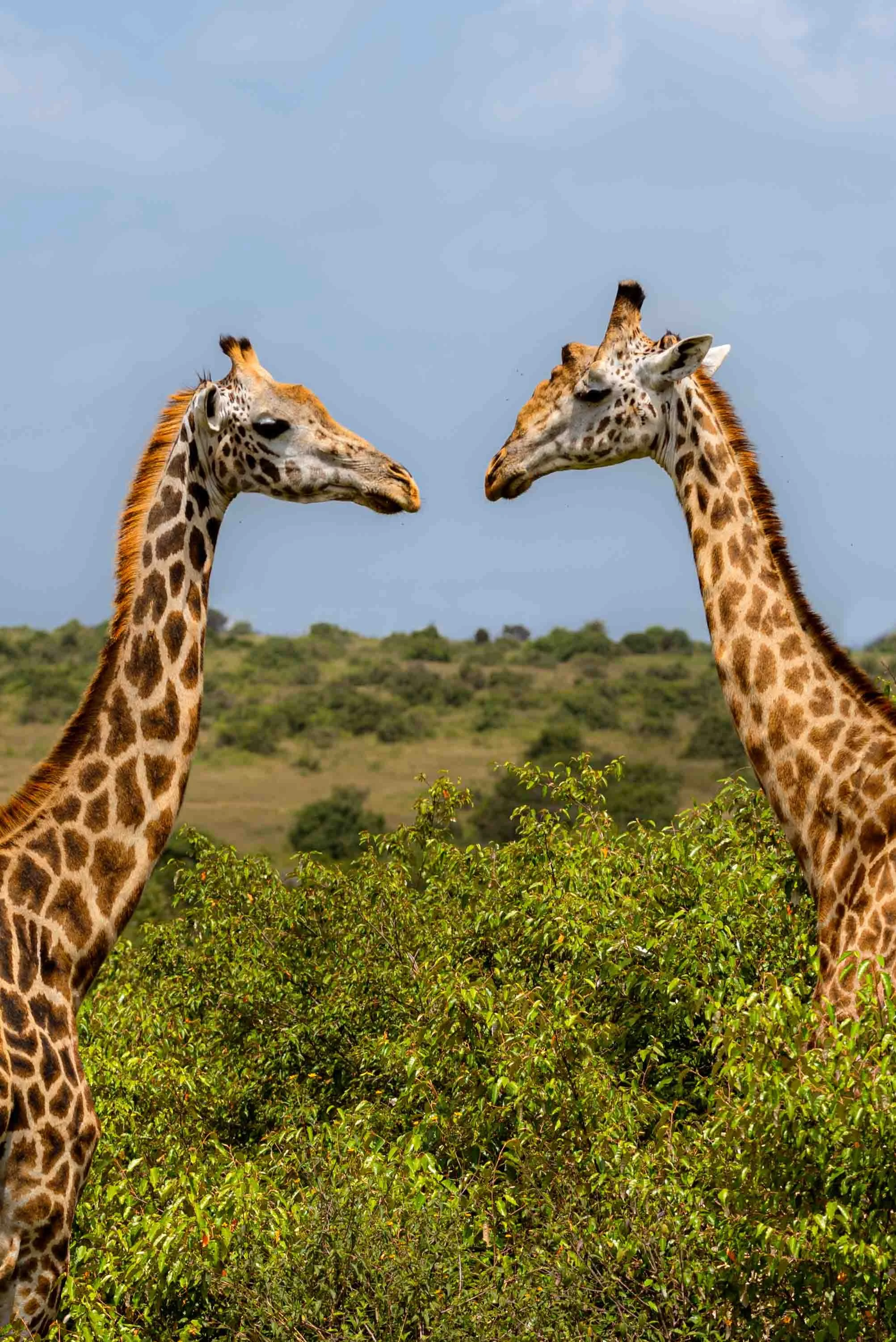 Liz_africa_website-4.jpg