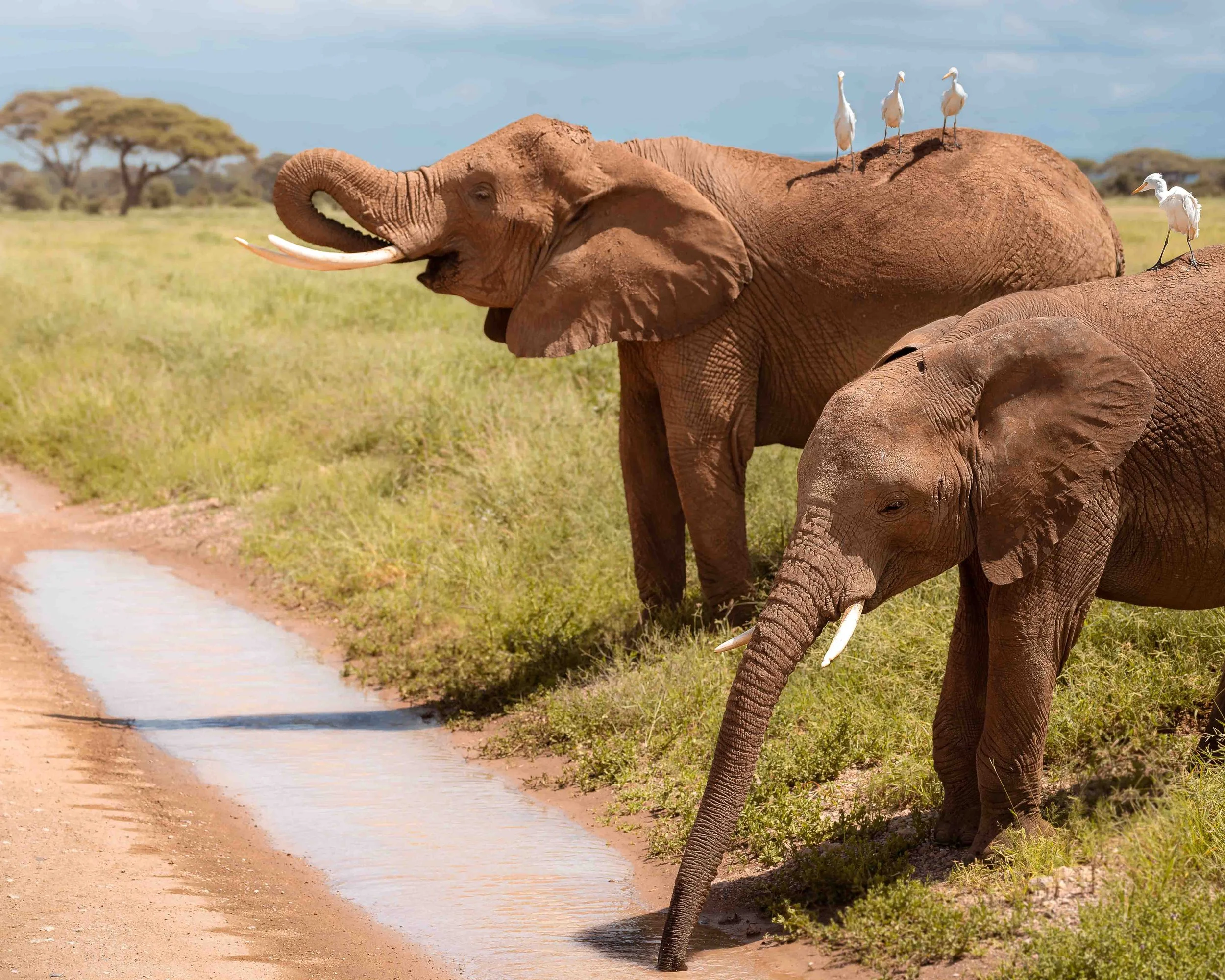 Liz_africa_website-8.jpg
