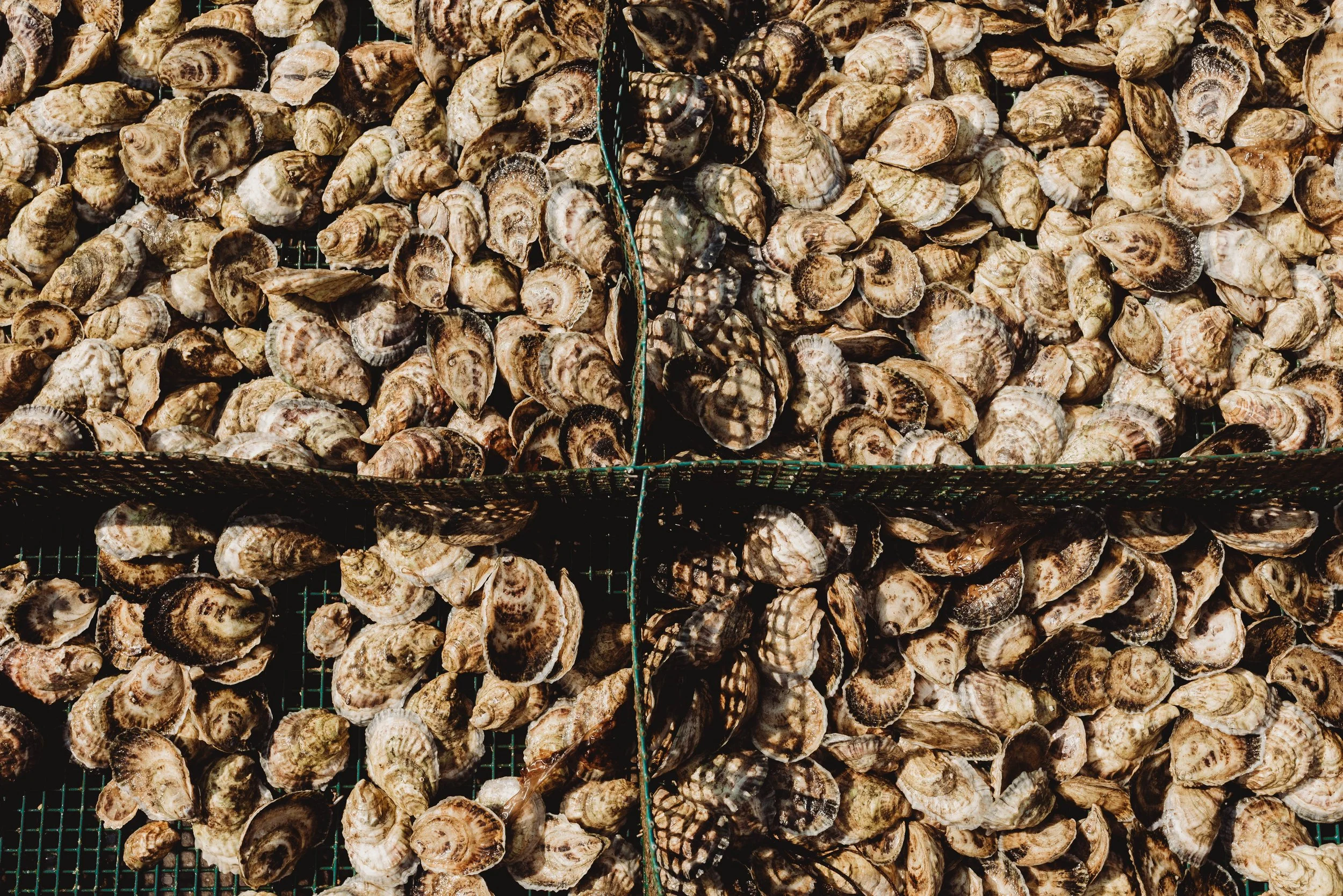 Oyster Farms_-6.jpg