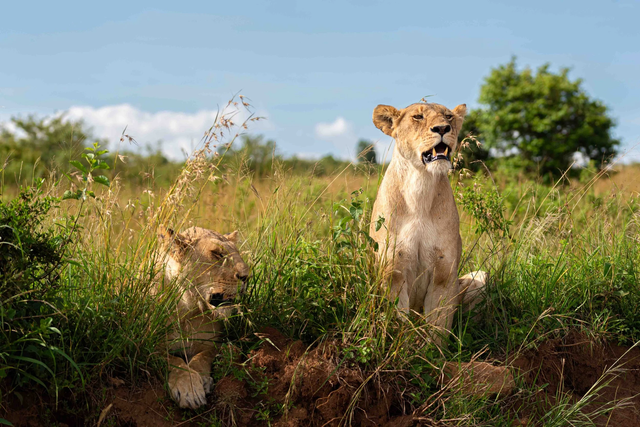 Liz_africa_website-2.jpg