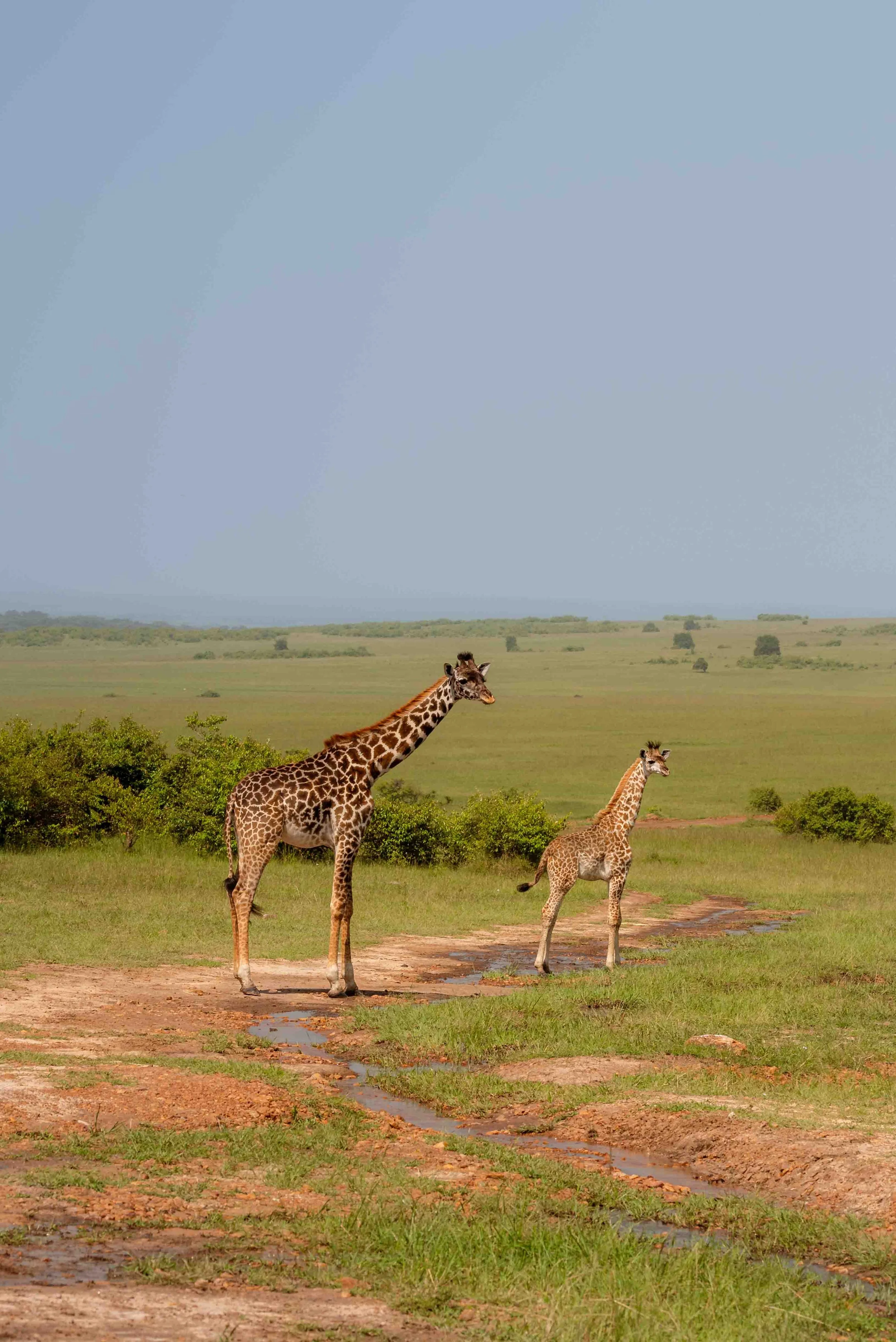 Liz_africa_website-12.jpg