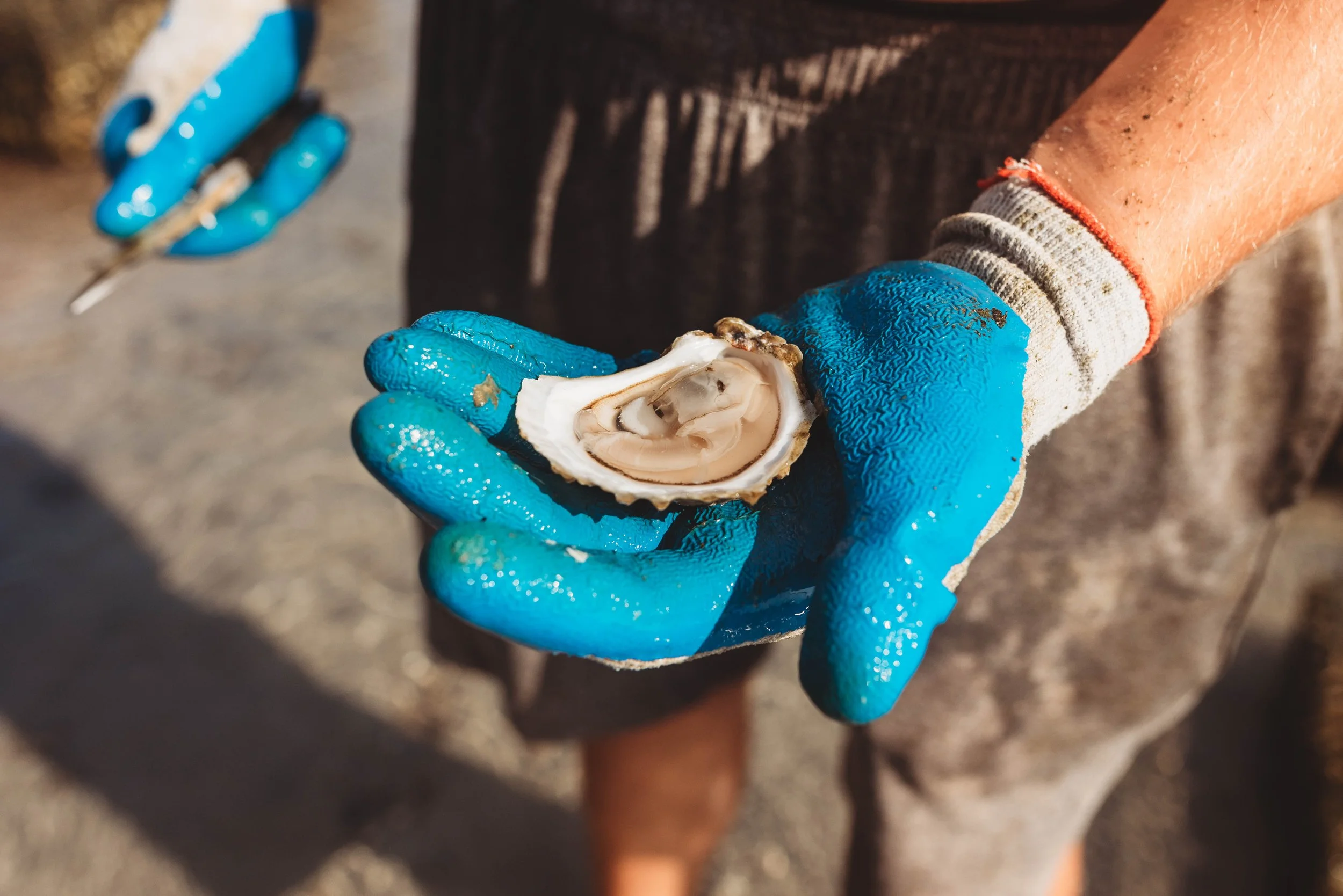 Oyster Farms_-3.jpg