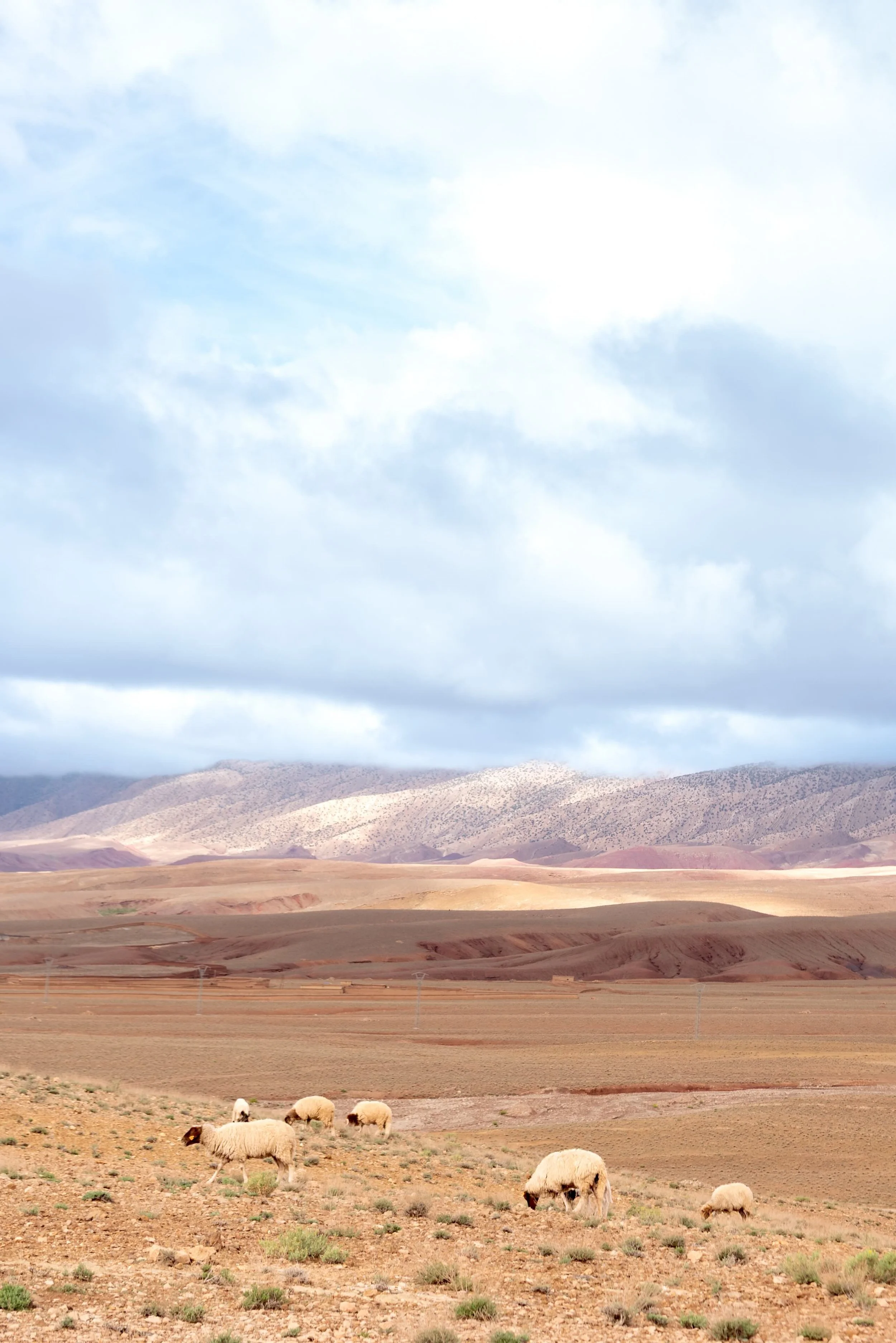 Morocco-Issoumar-trekking-landscape-sheep-2.jpeg