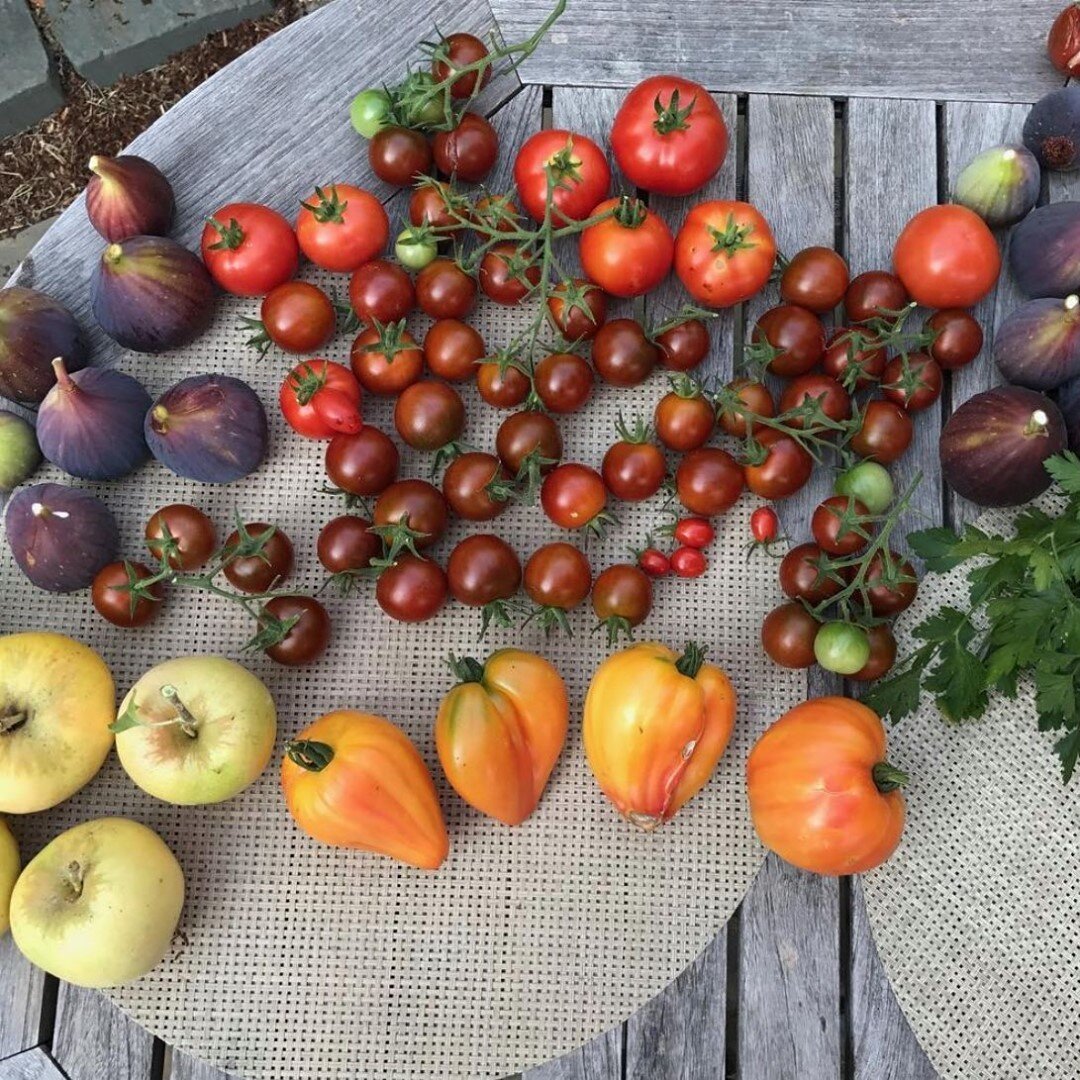 Fresh Friday! Sharing with you the bounty from our garden at this time of year. 

What are you harvesting from your garden?