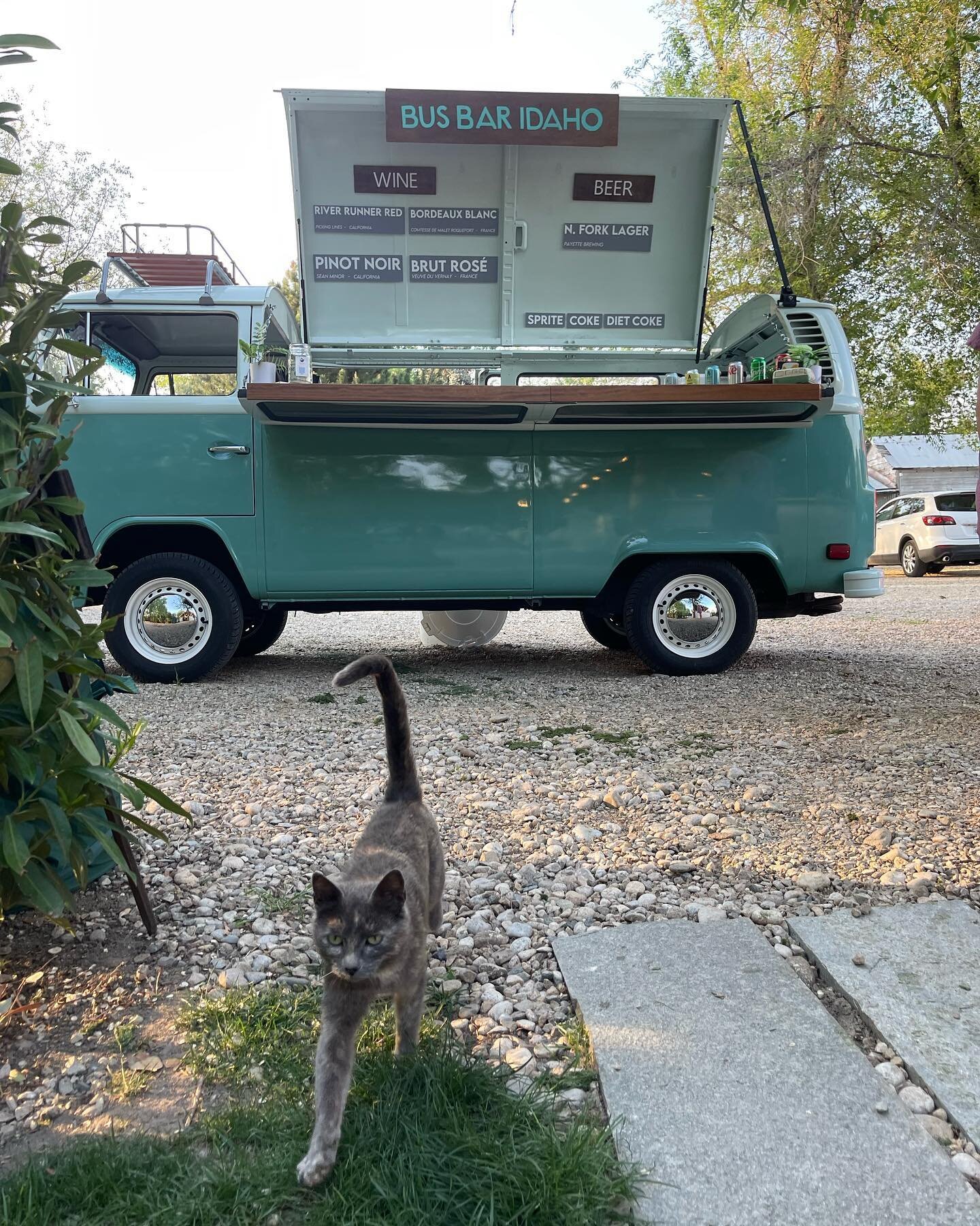 This is a picture of a farm cat.