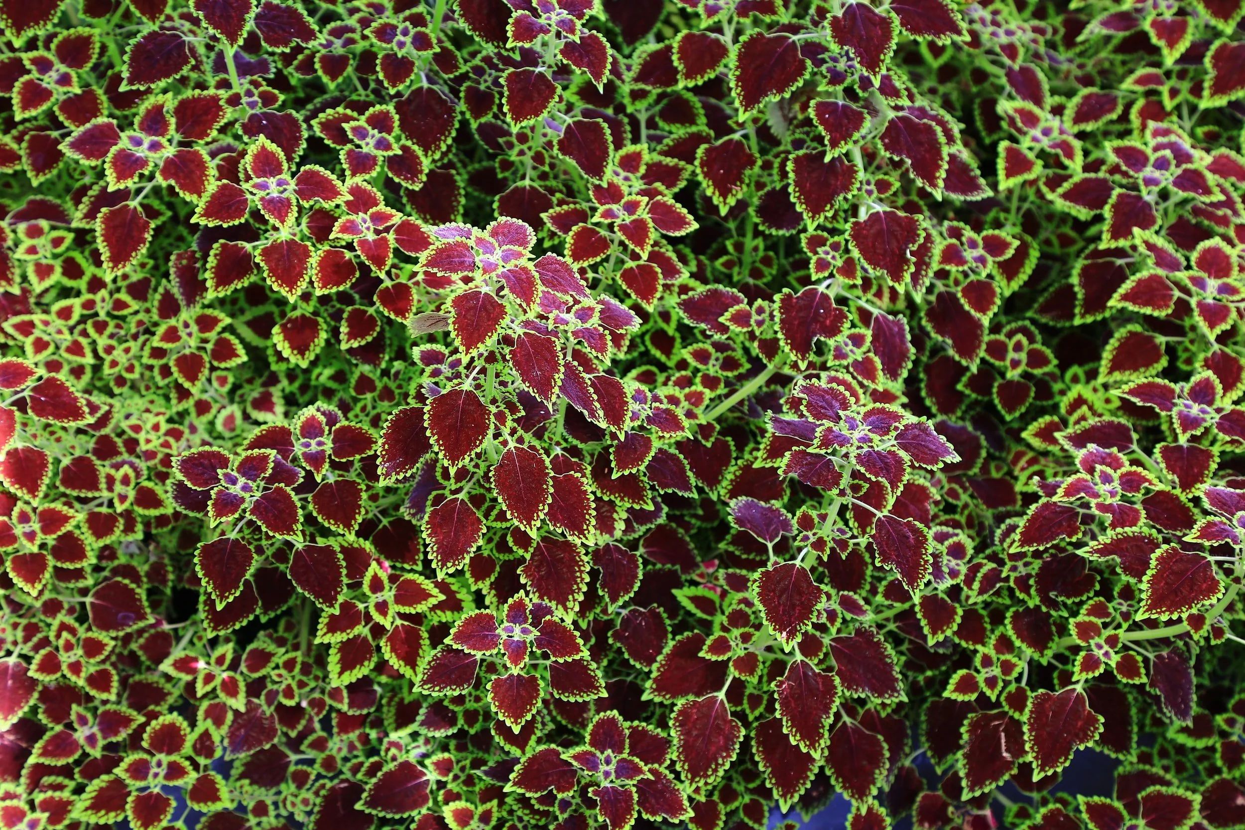 unsplash-image-Z9G5kEna8Uw.jpg