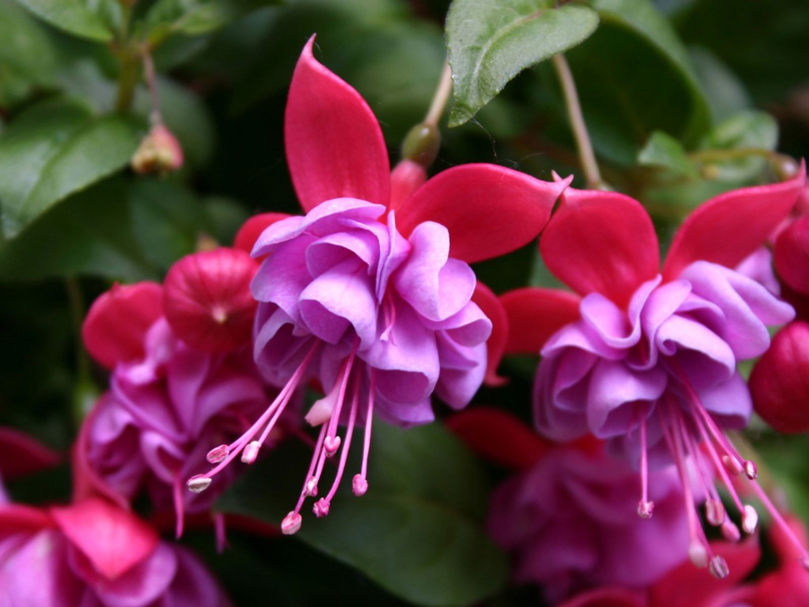 hybrid-fuchsia.jpg