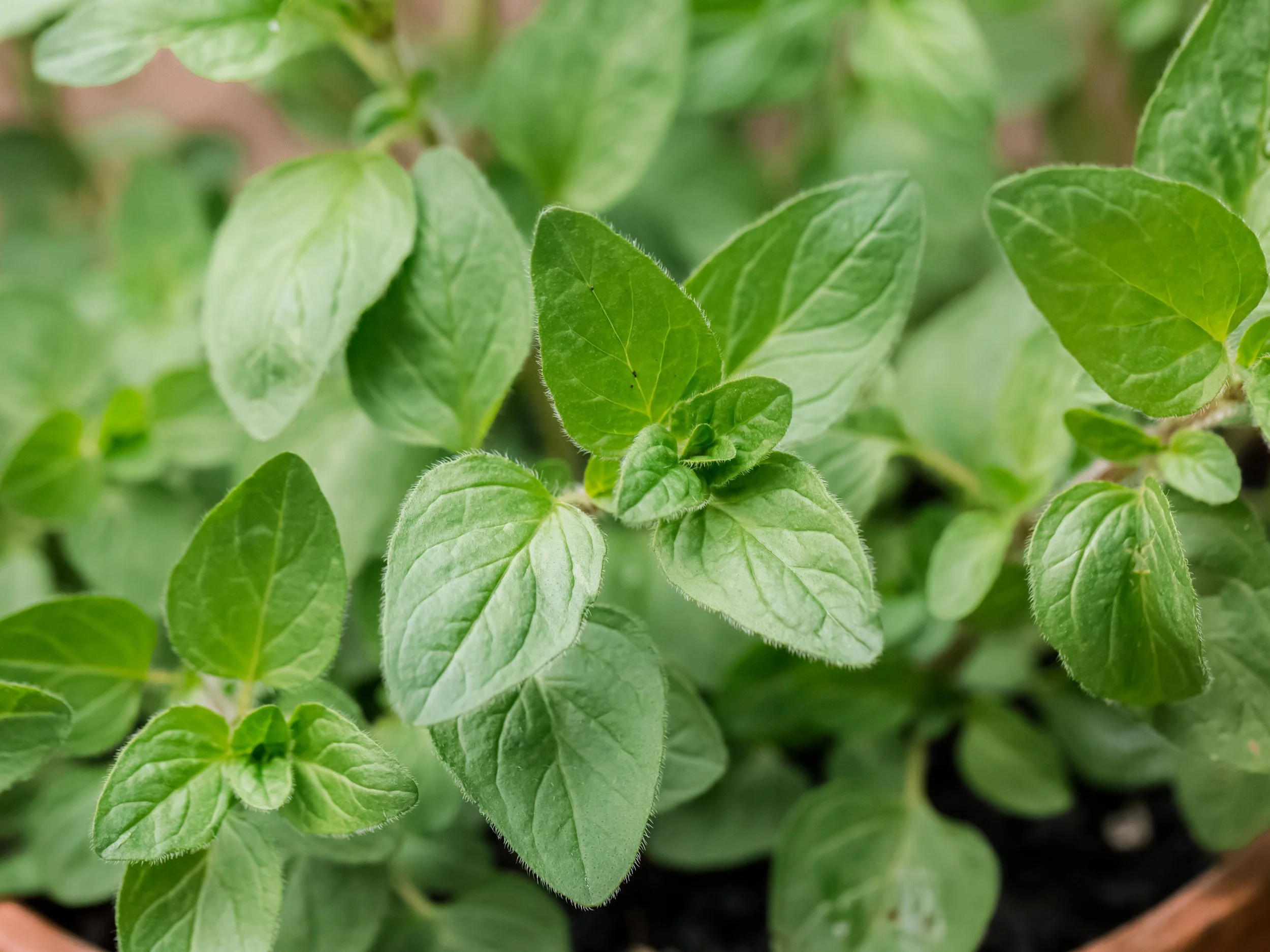 oregano.jpg