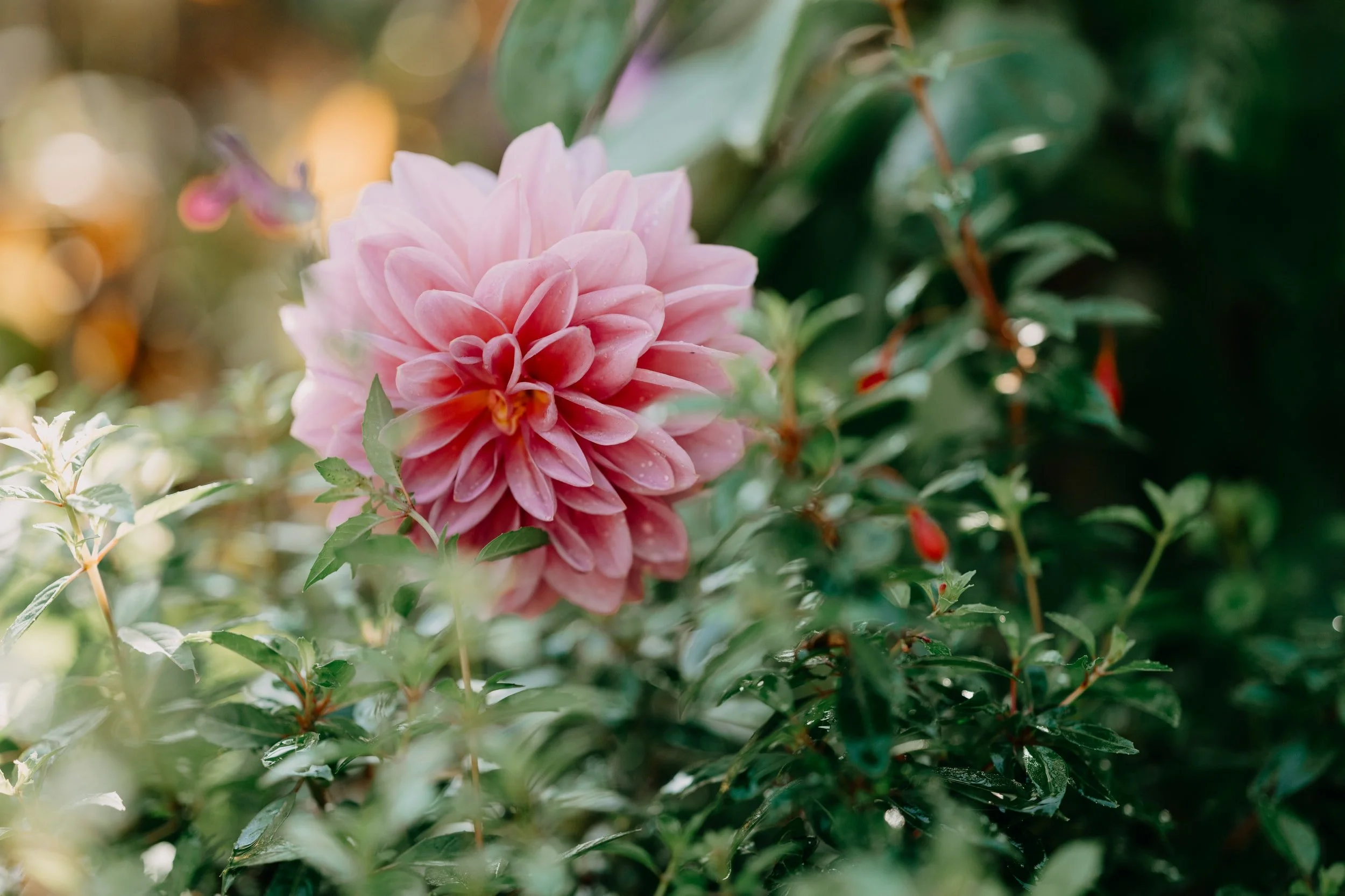 unsplash-image-vj3B4kCcpAc.jpg