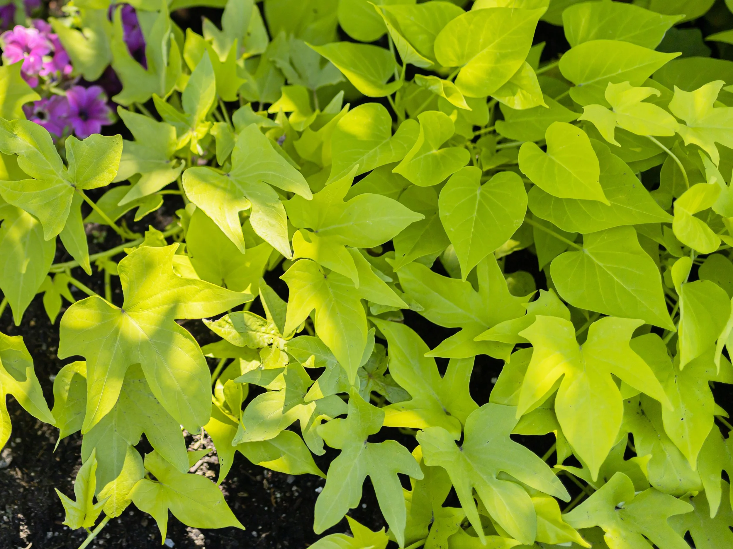 sweet-potato-vines.jpeg