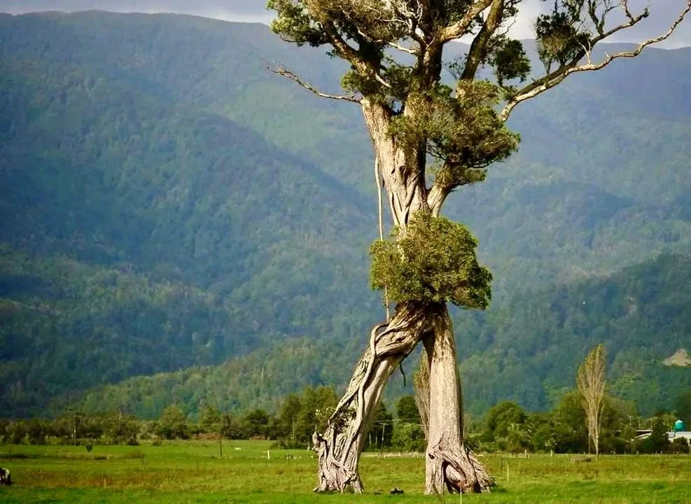 Do you see anything?