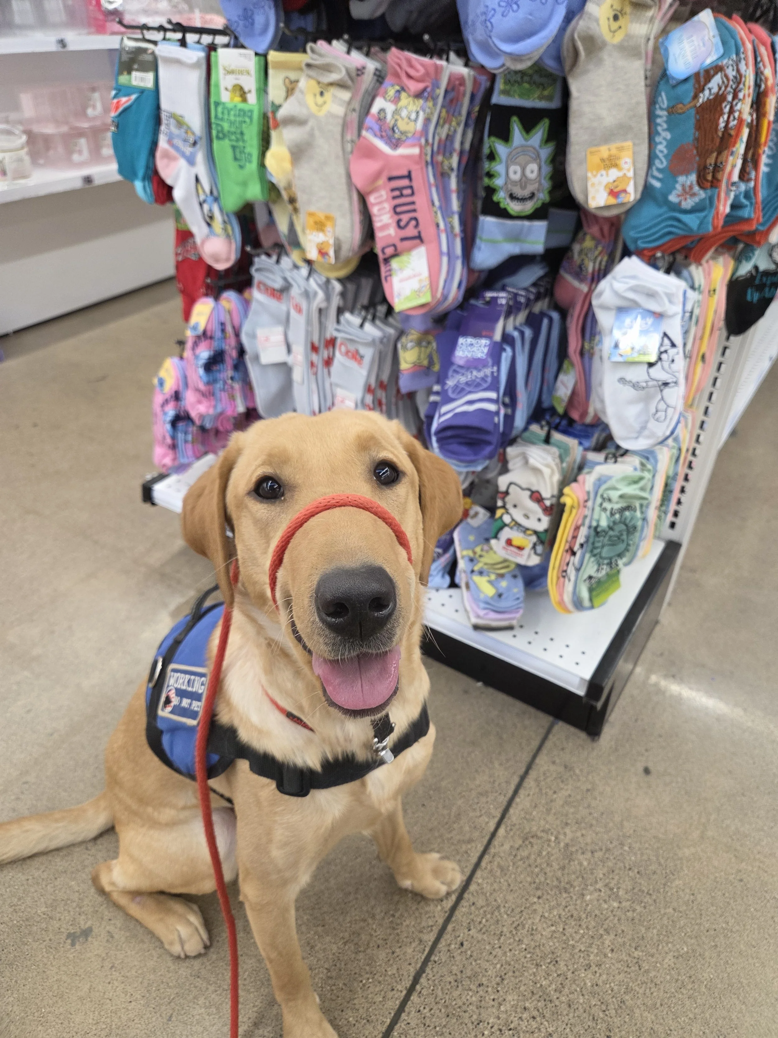 Buddy - Male Labrador
