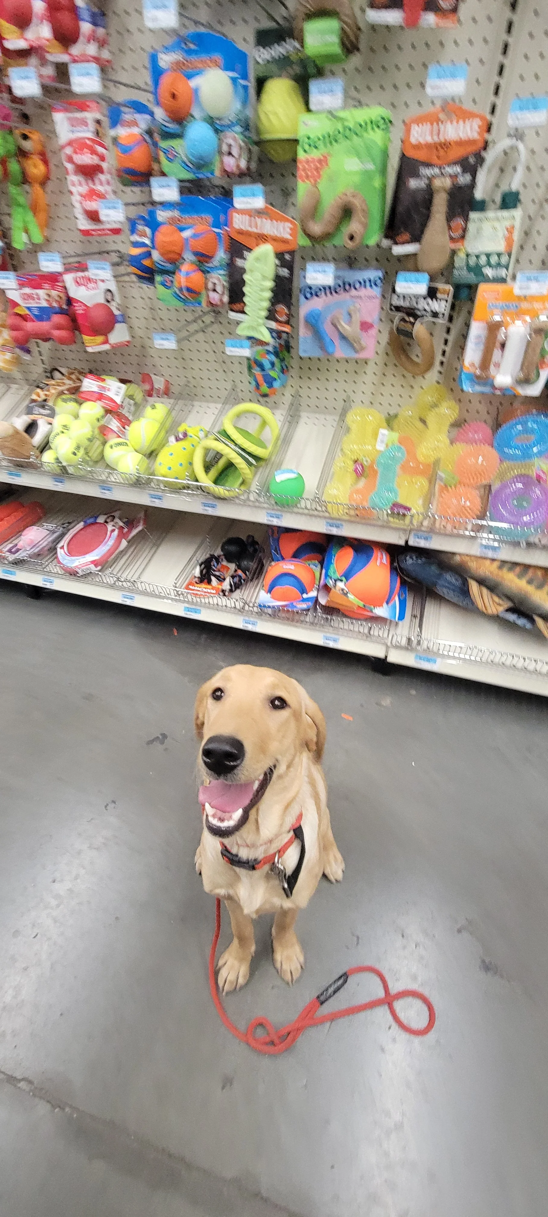 Buddy - Male Labrador