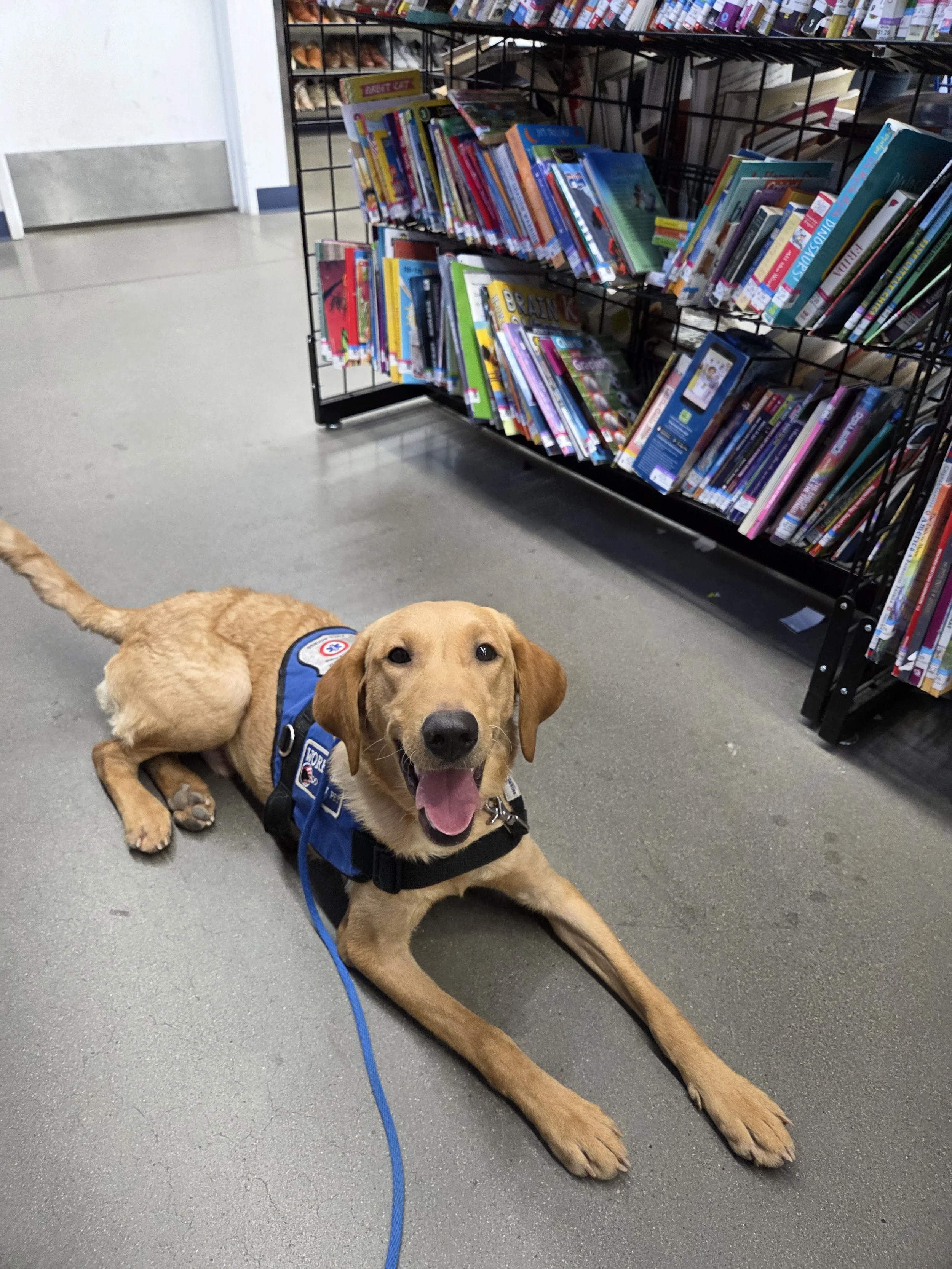 Joe-  Male Labrador