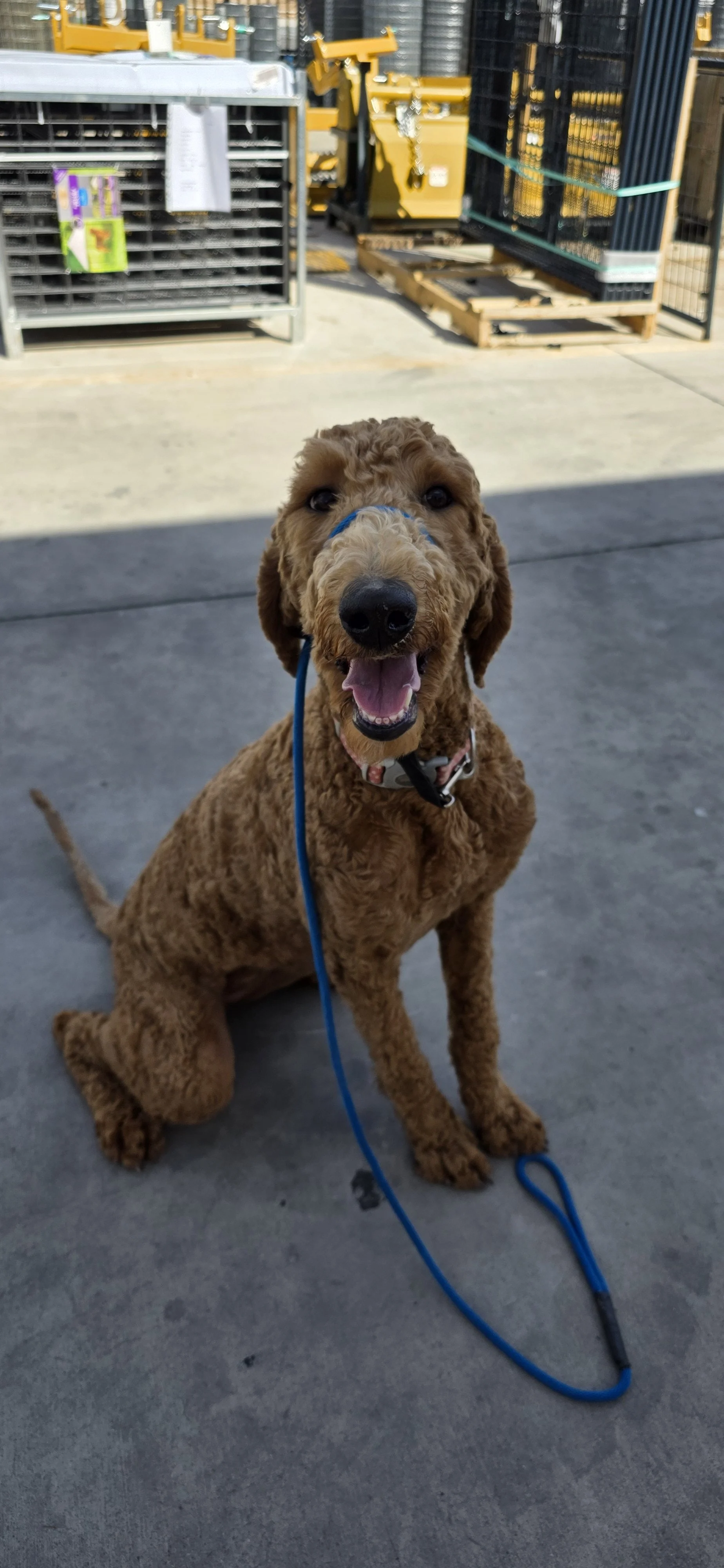 Brandy - F Goldendoodle