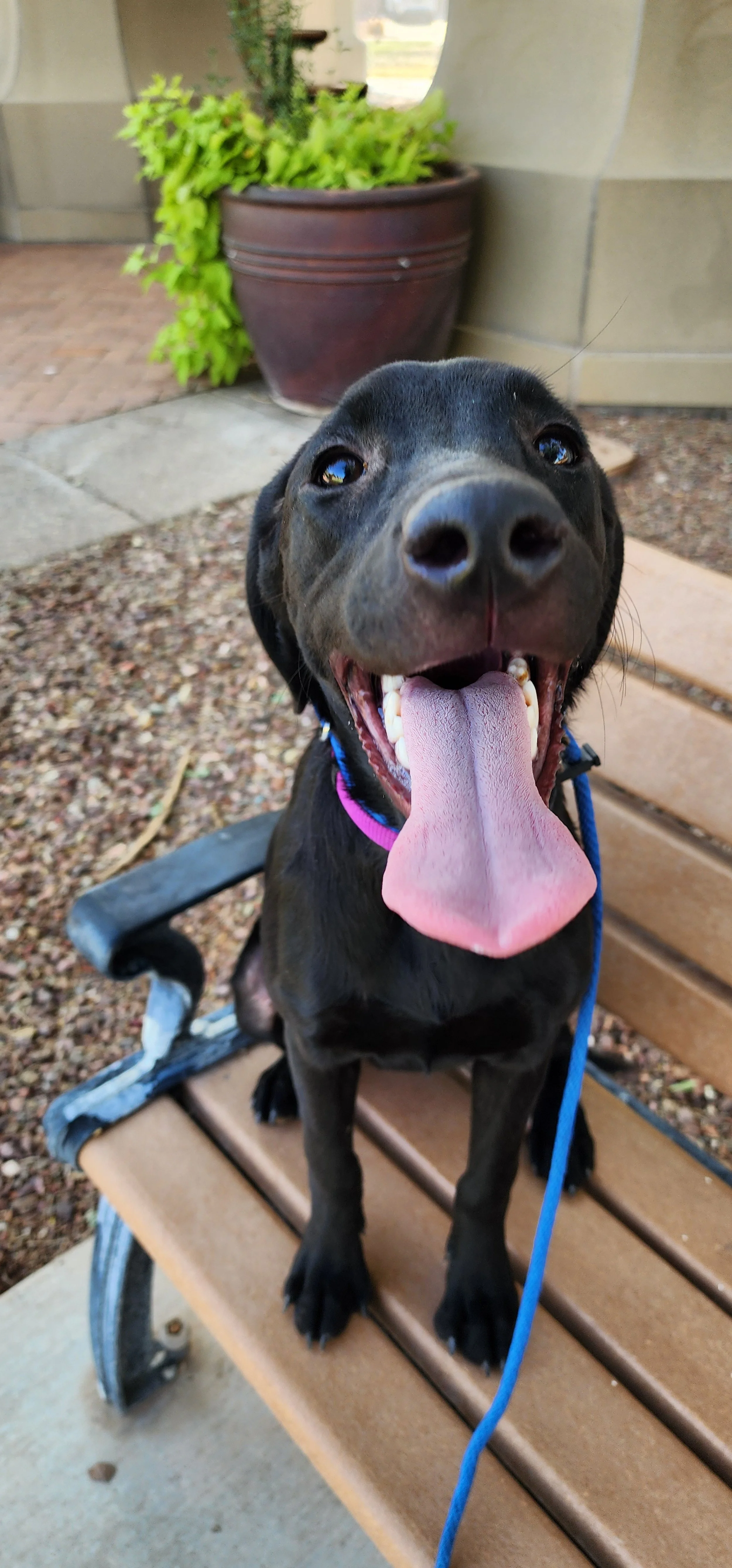 Suzie - Female Labrador