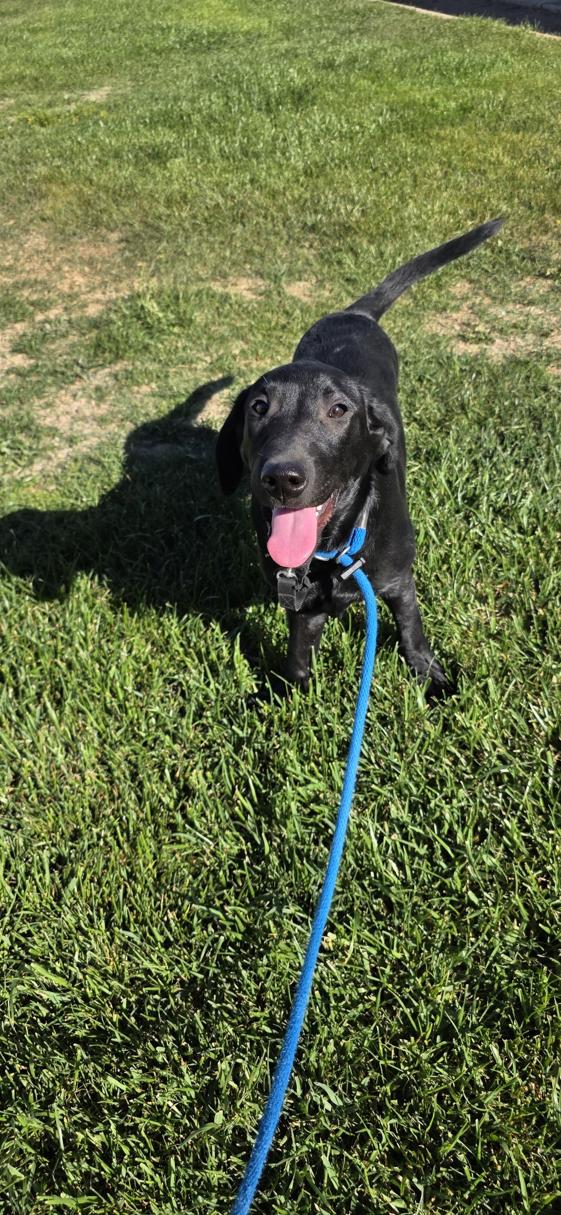 Oakley M Labrador