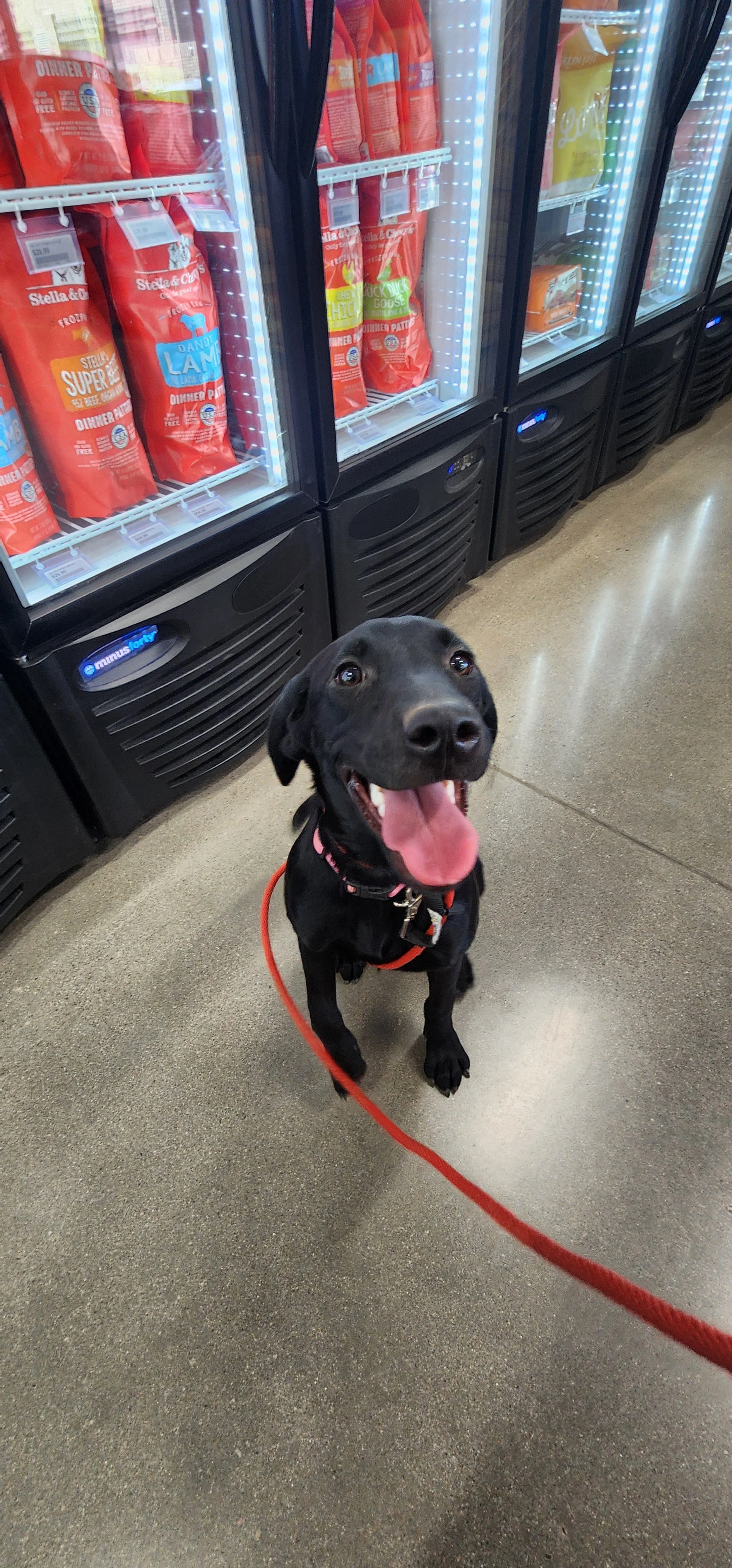 Brook - F Labrador