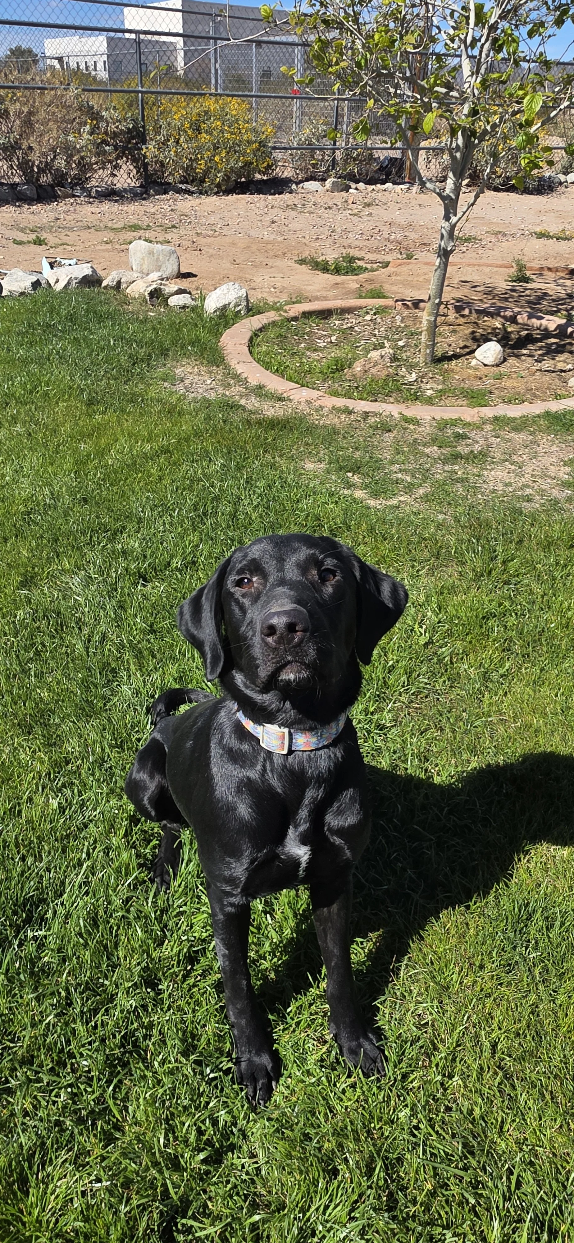 Austin - M Labrador