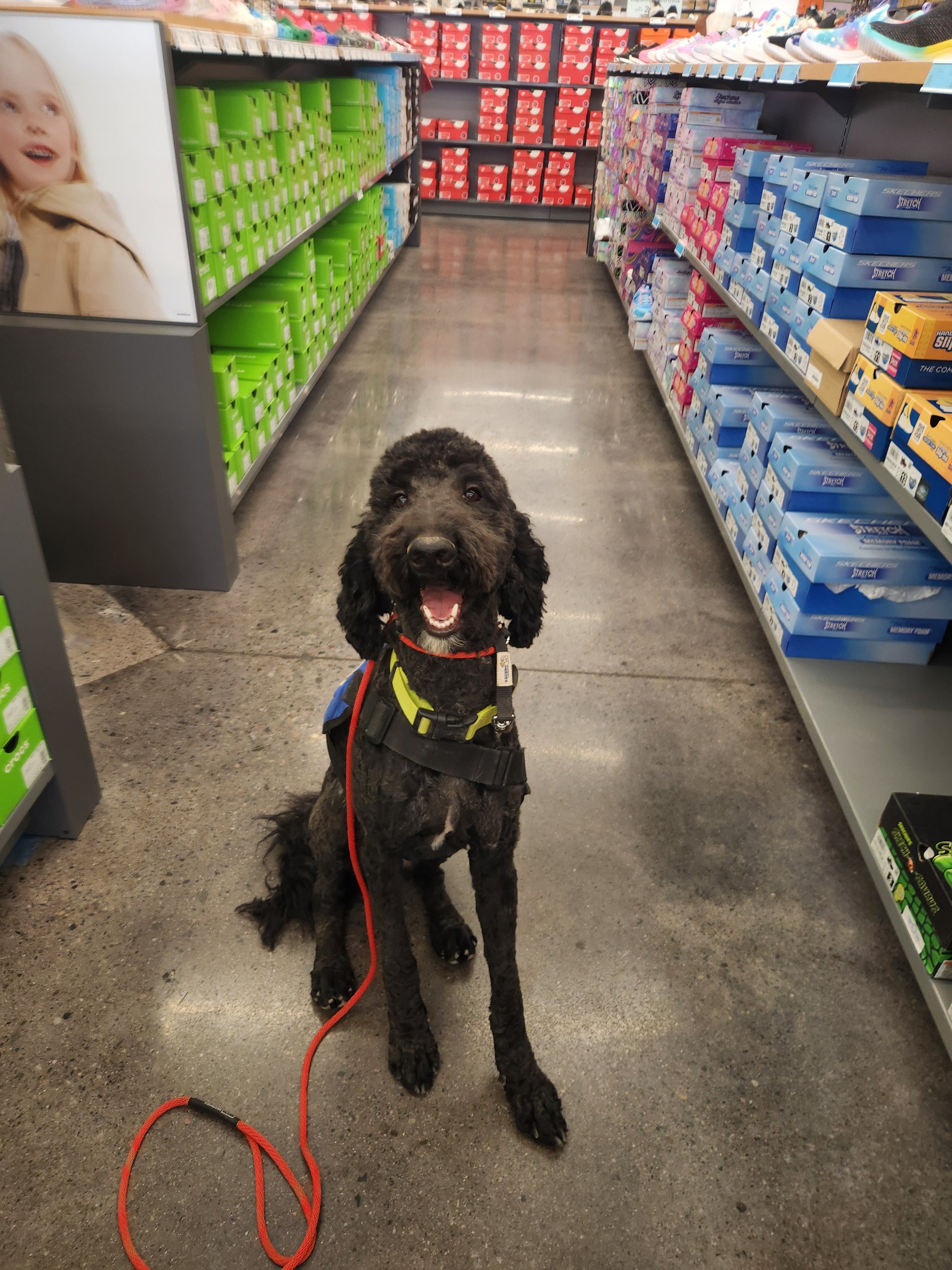 Poppy - F Goldendoodle