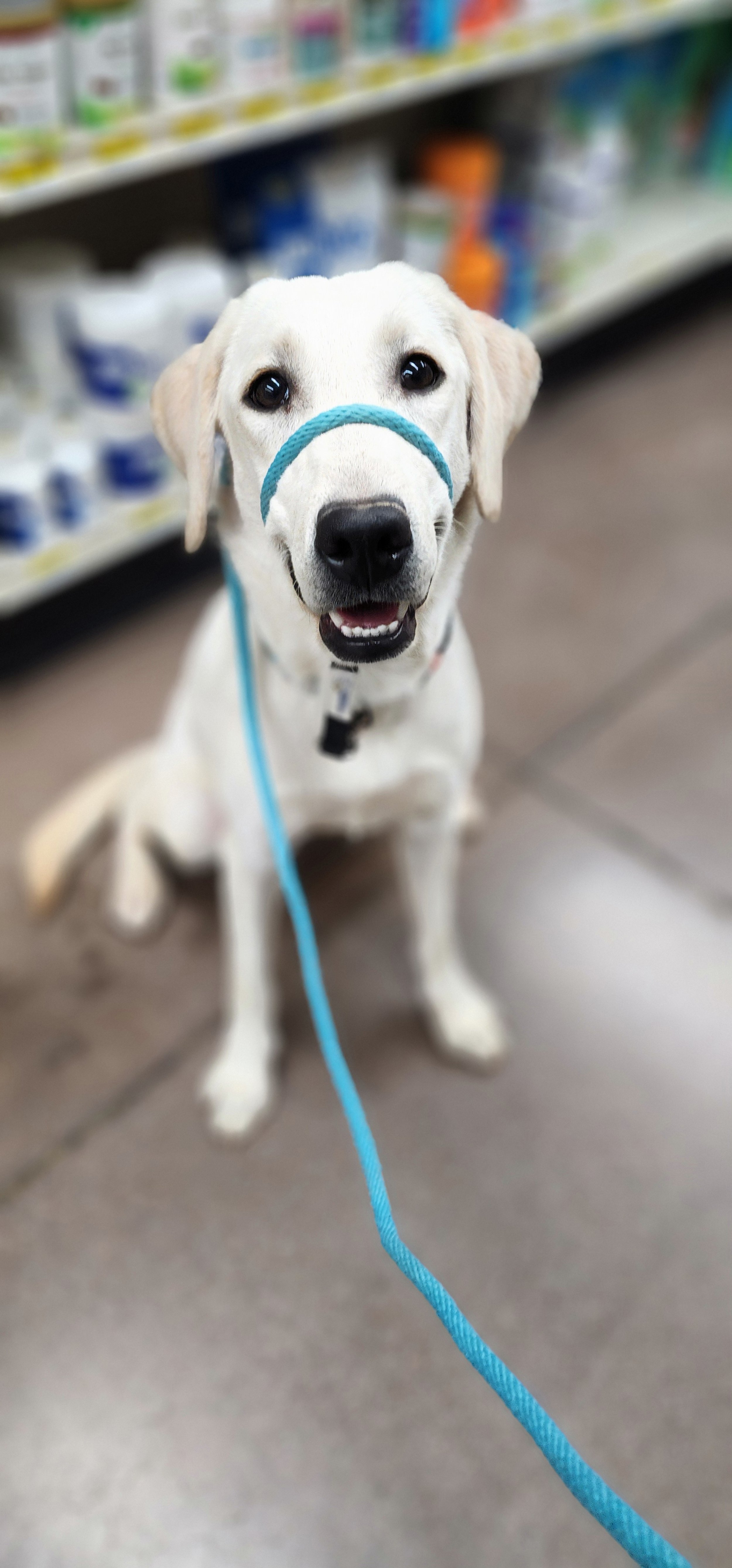 Lily - F Labrador