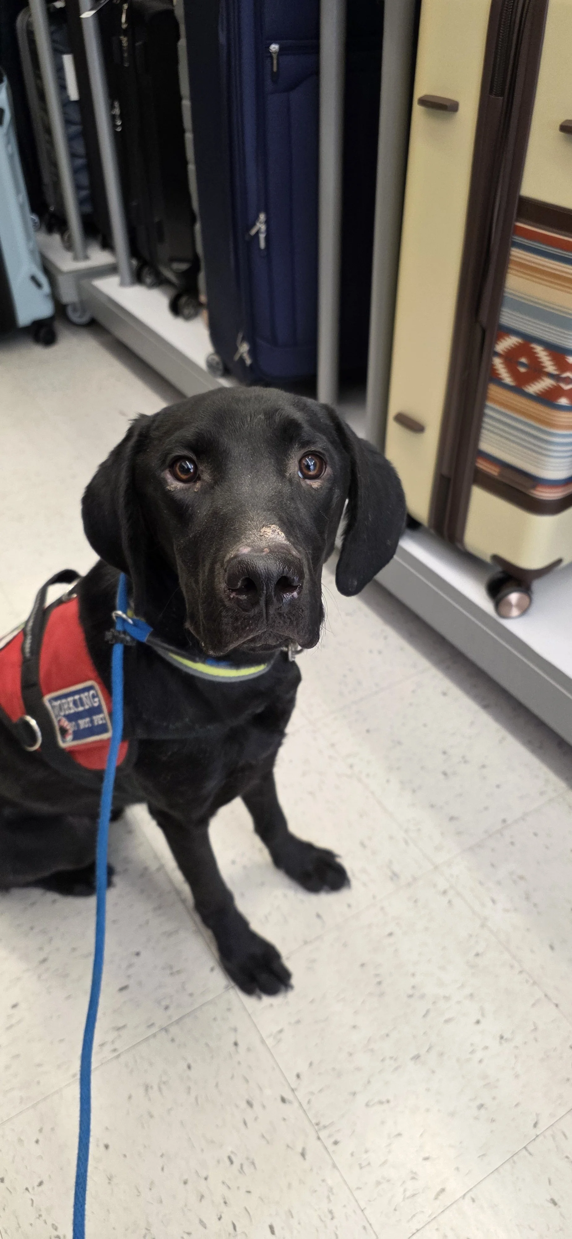 Radar - M Labrador