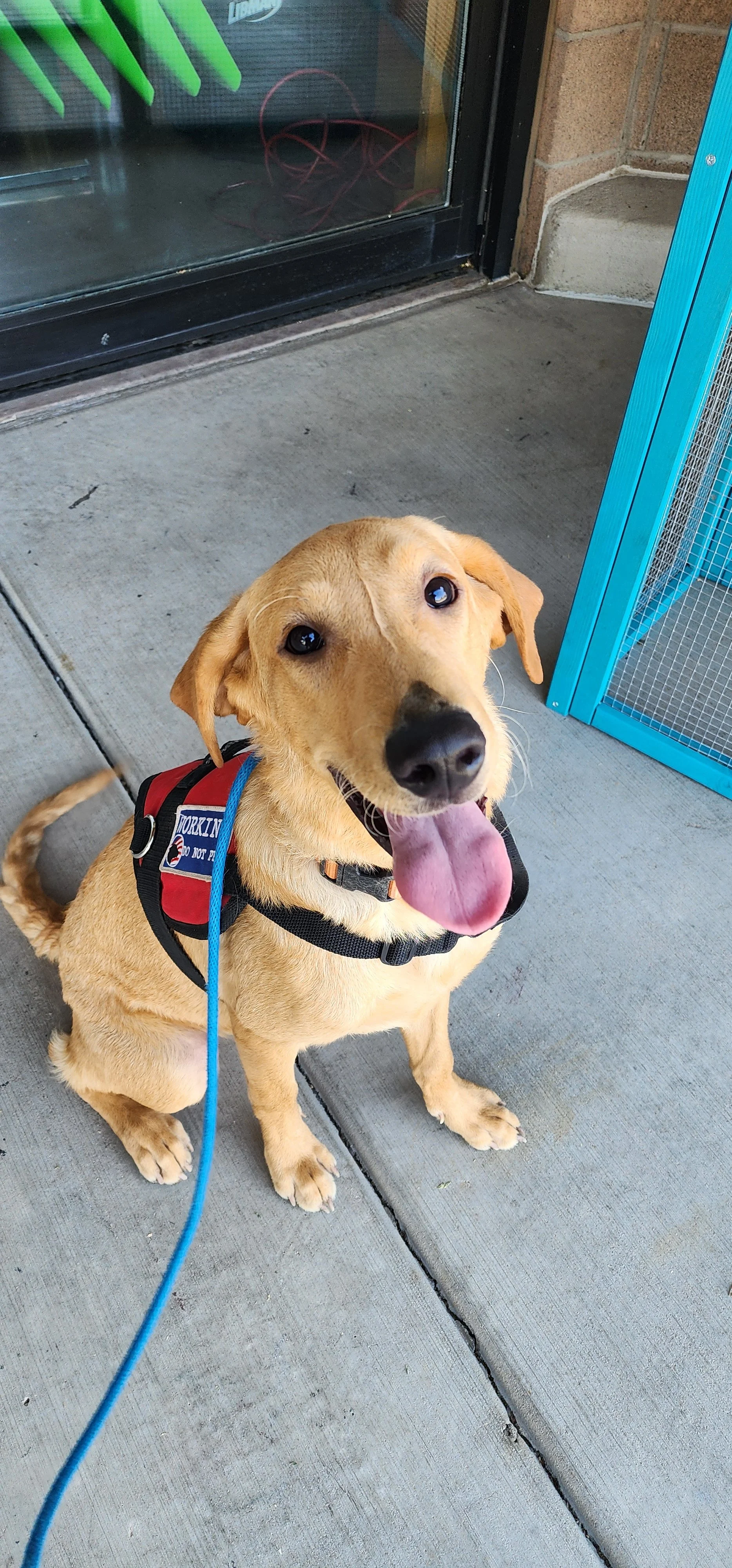 Joe-  Male Labrador
