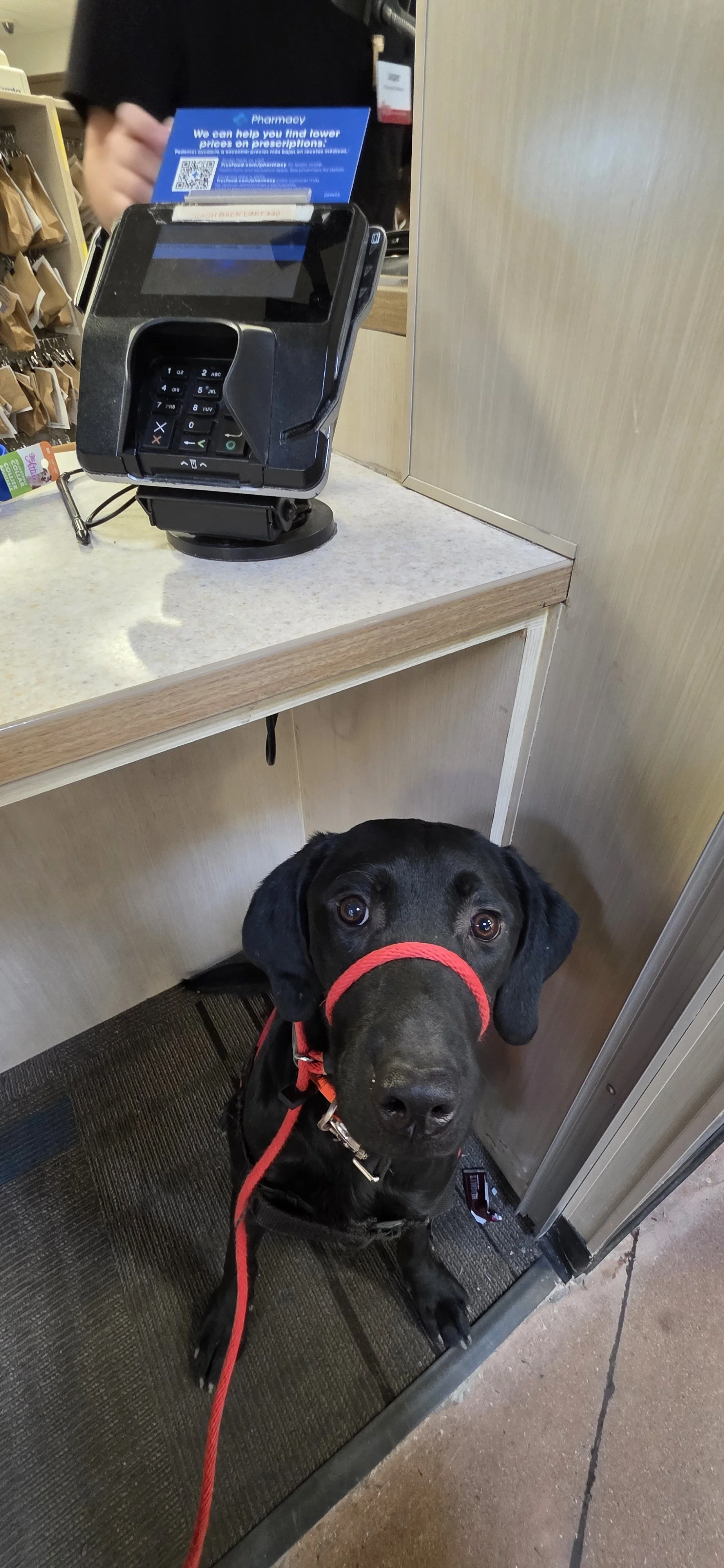 Bronx - M Labrador