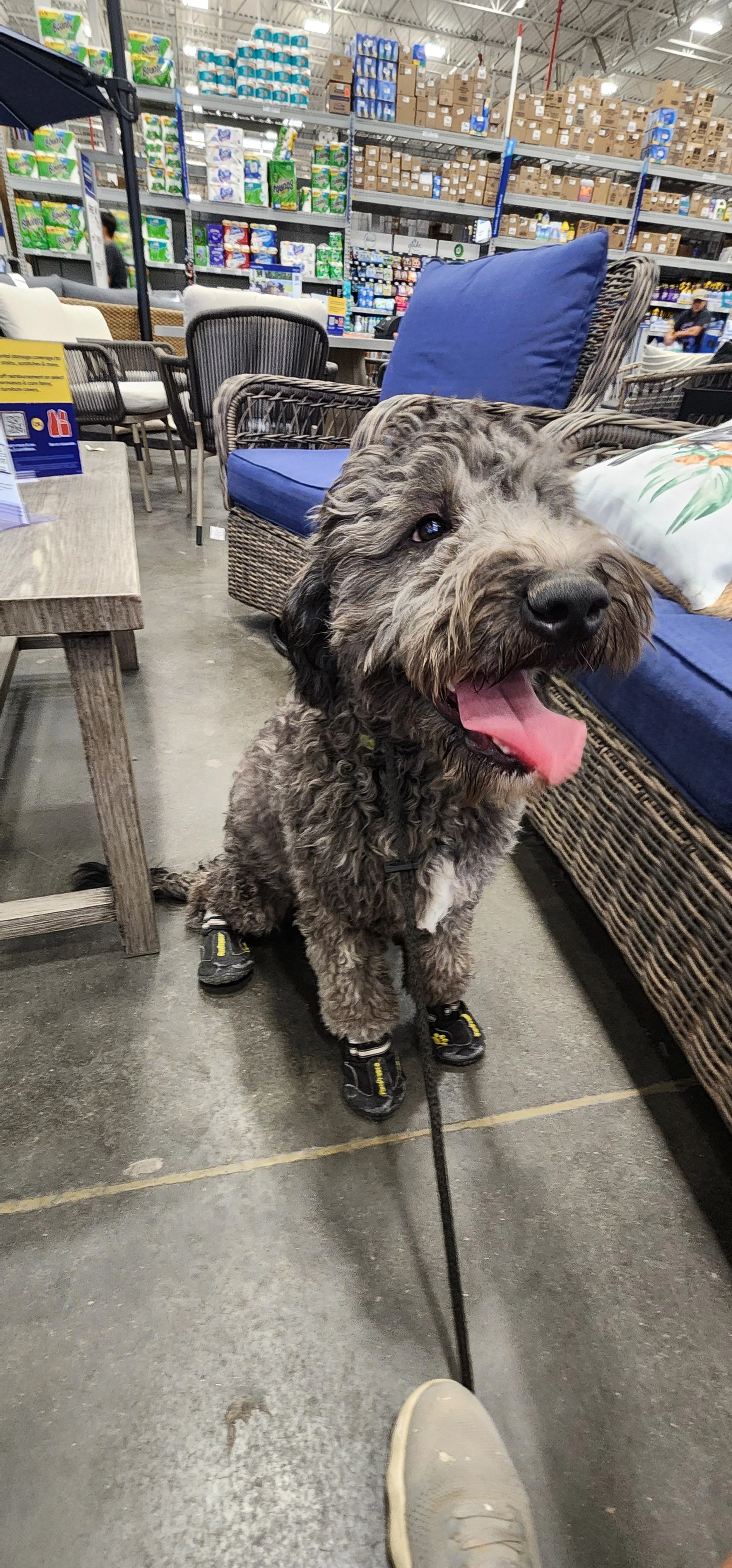 Chedda -F Goldendoodle