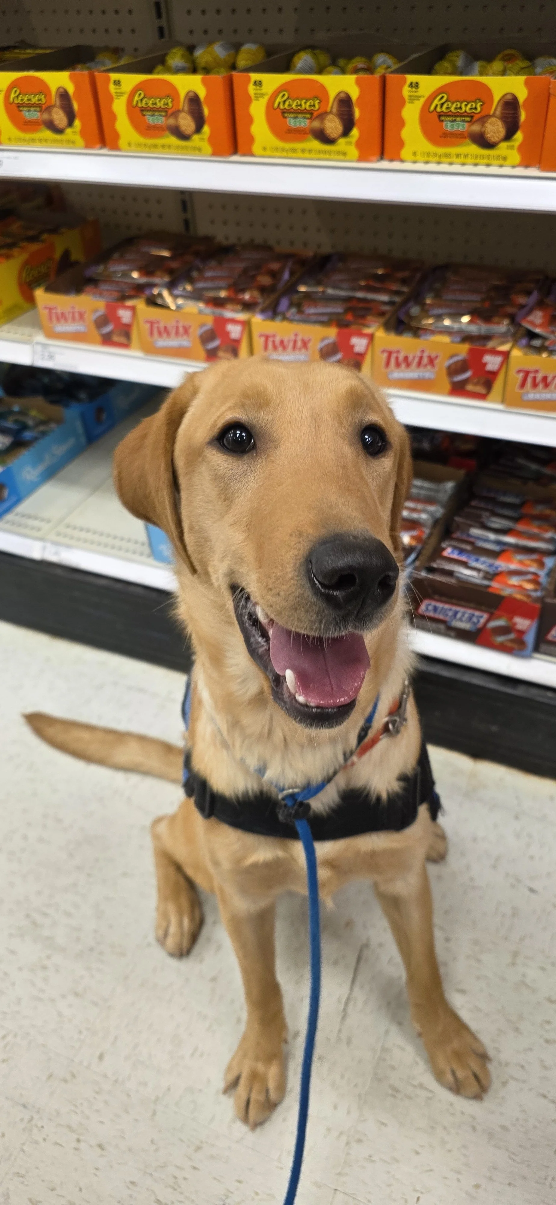 Buddy - Male Labrador