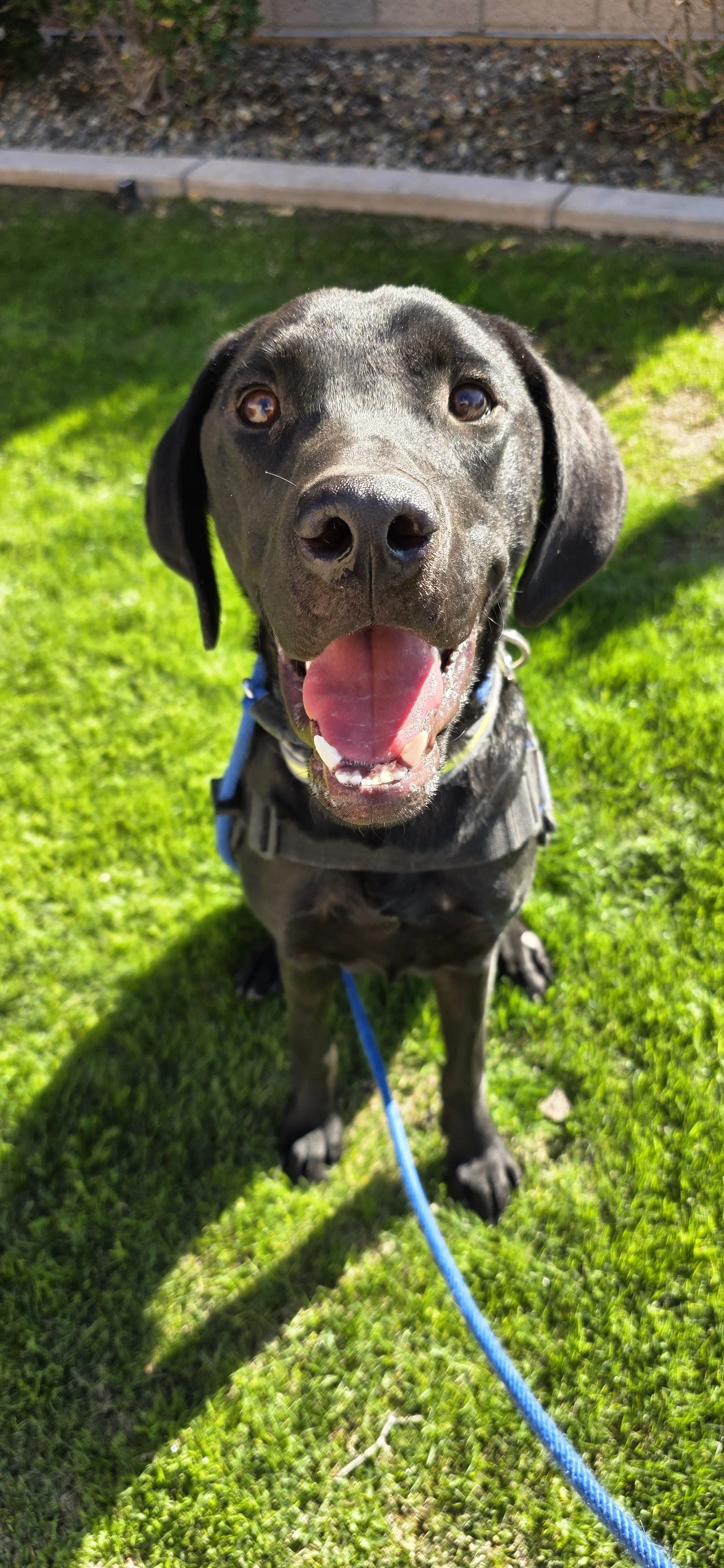 Radar - M Labrador