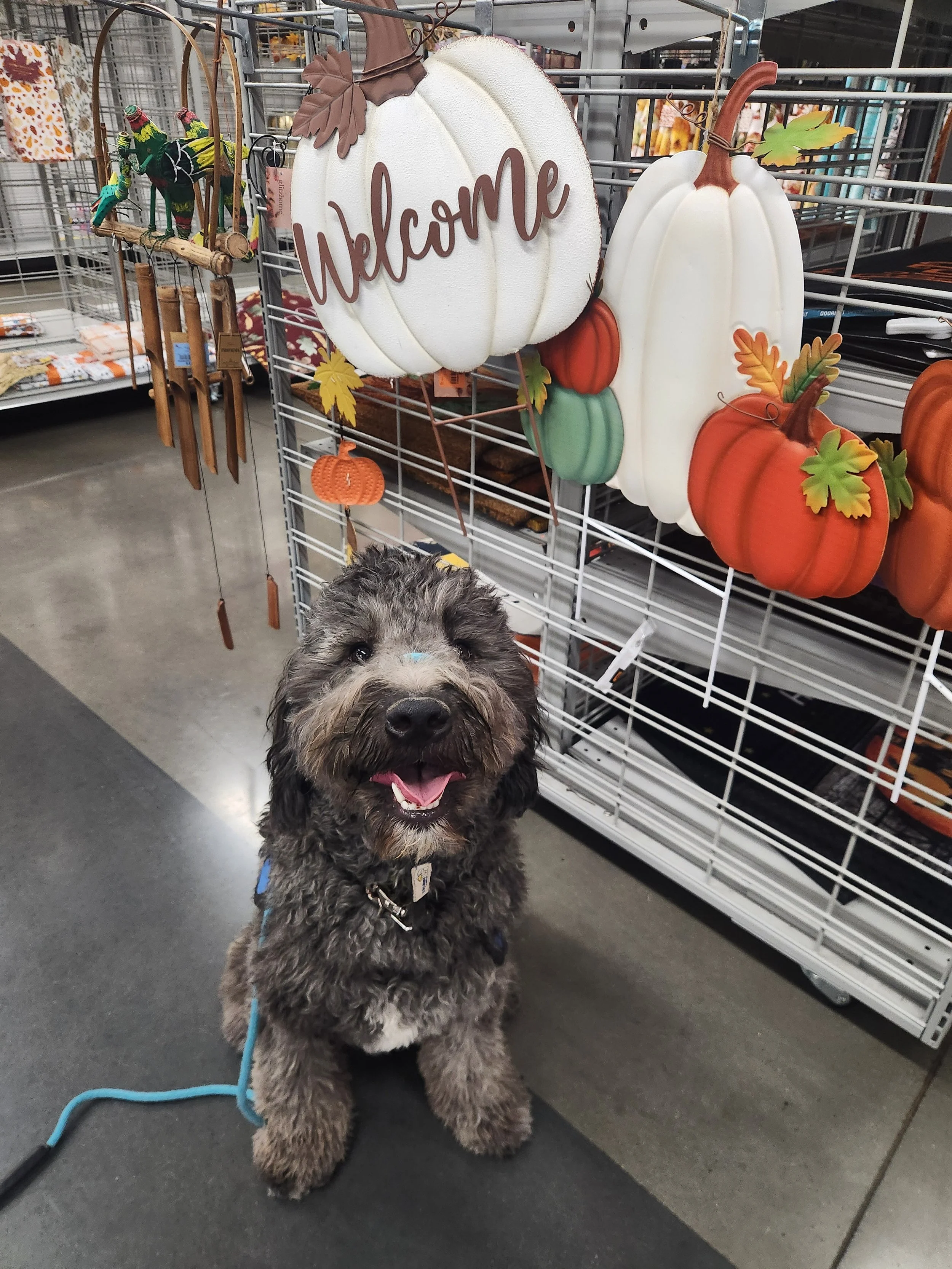 June F Goldendoodle 