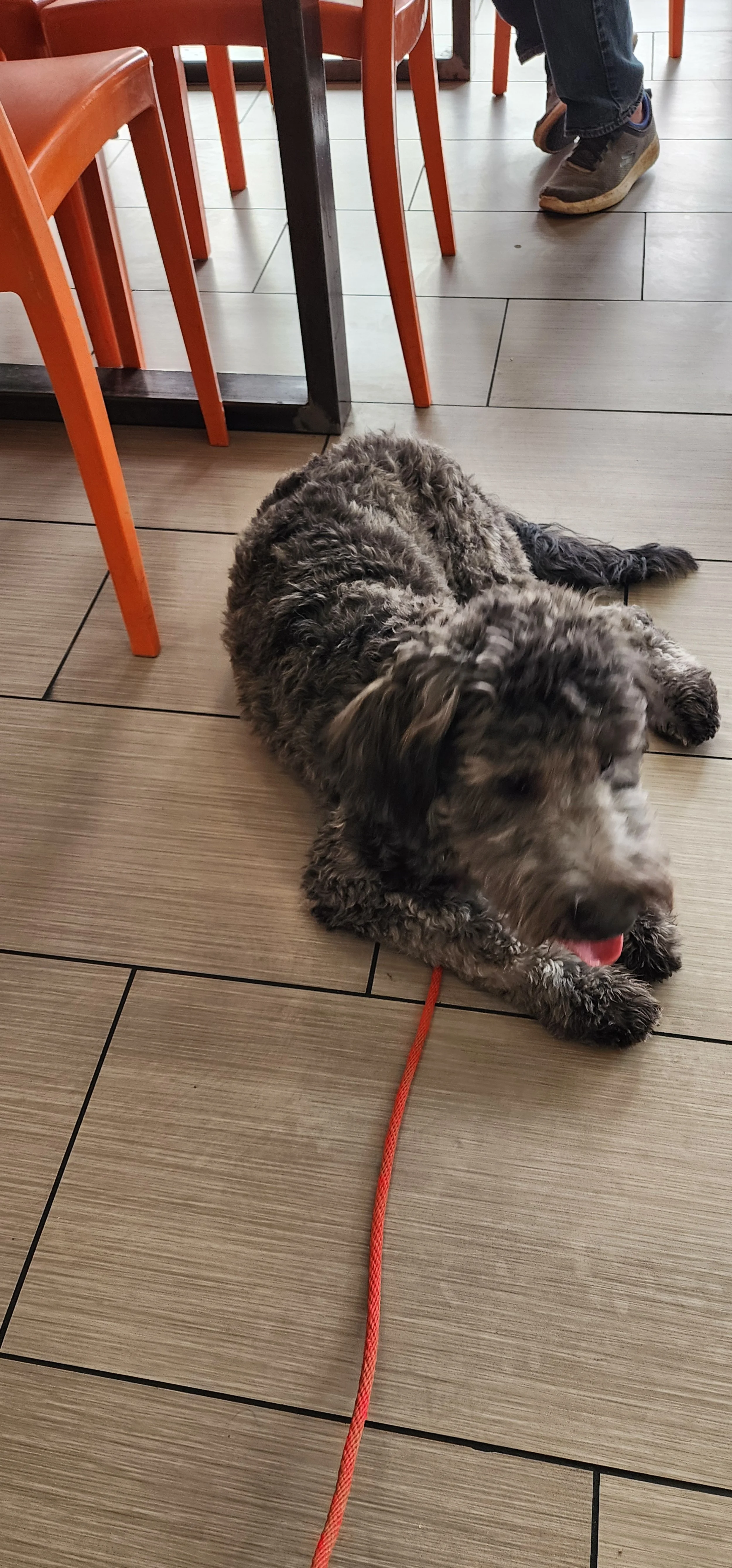 Chedda -F Goldendoodle
