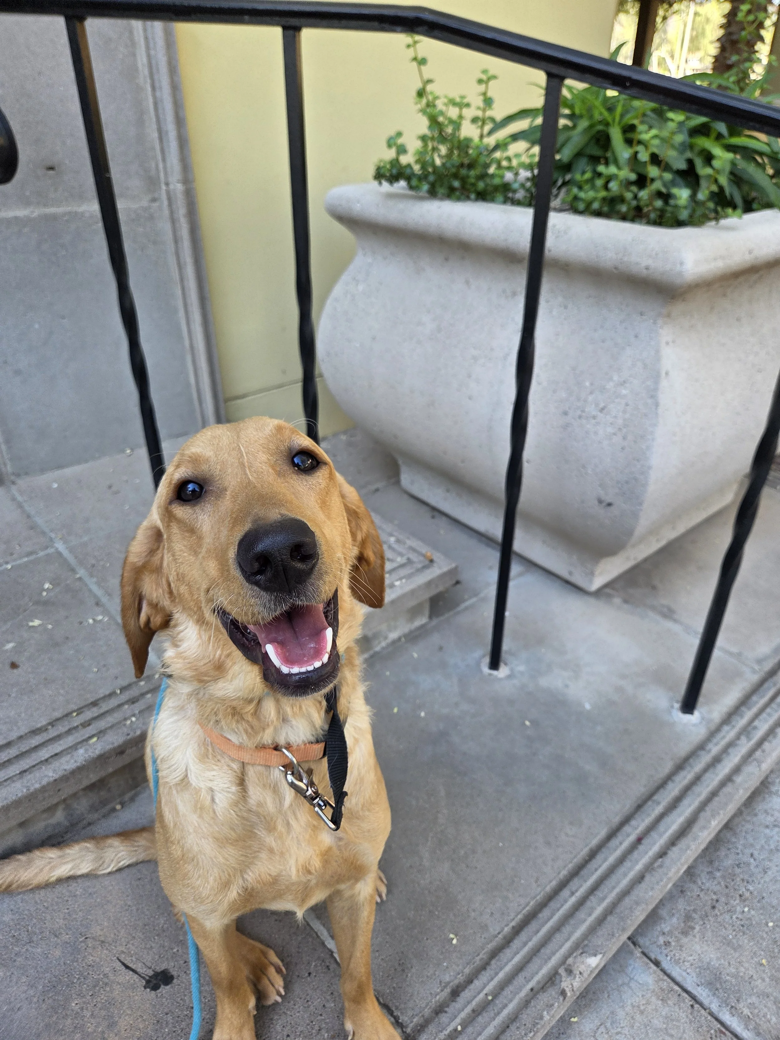 Joe-  Male Labrador