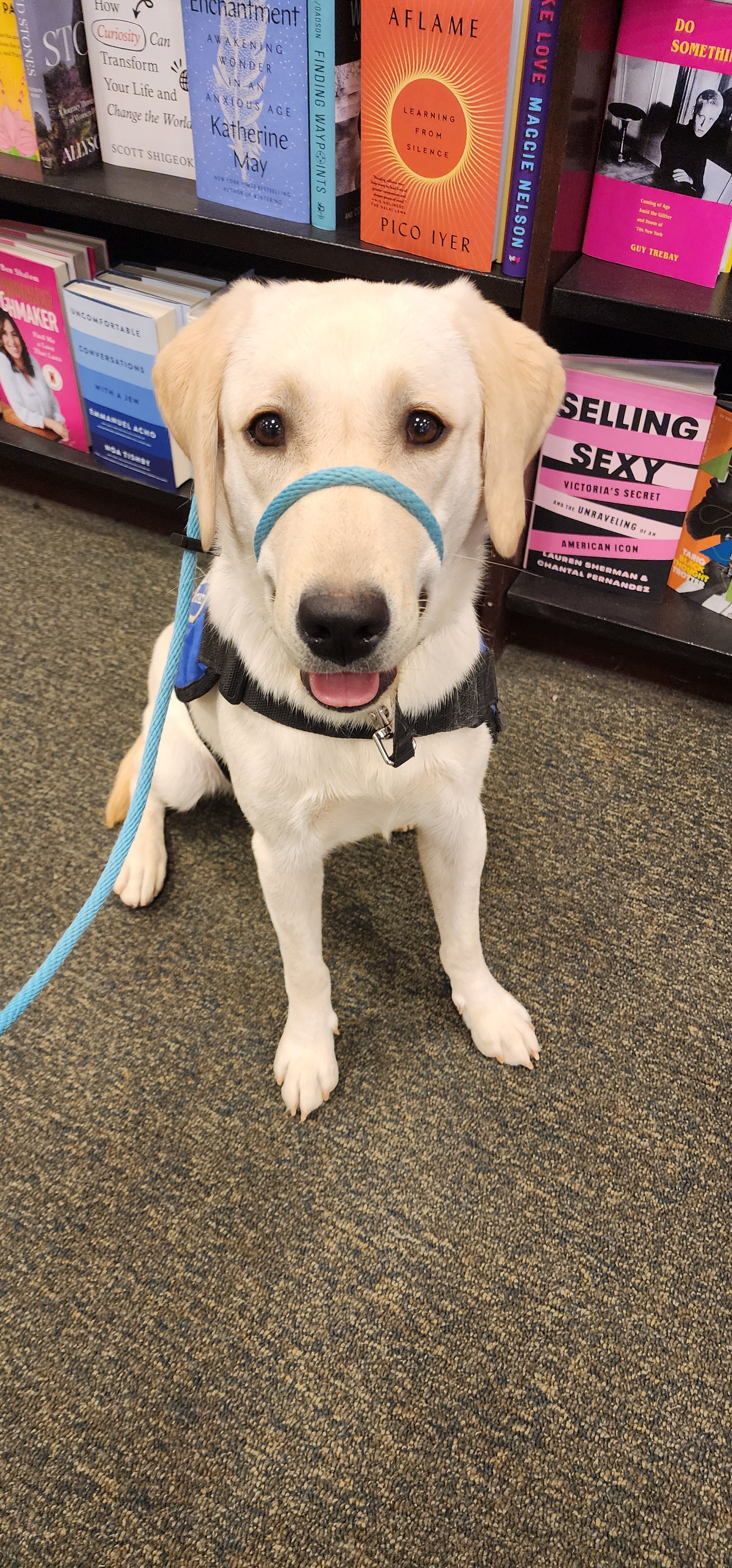 Mobi - Female Labrador