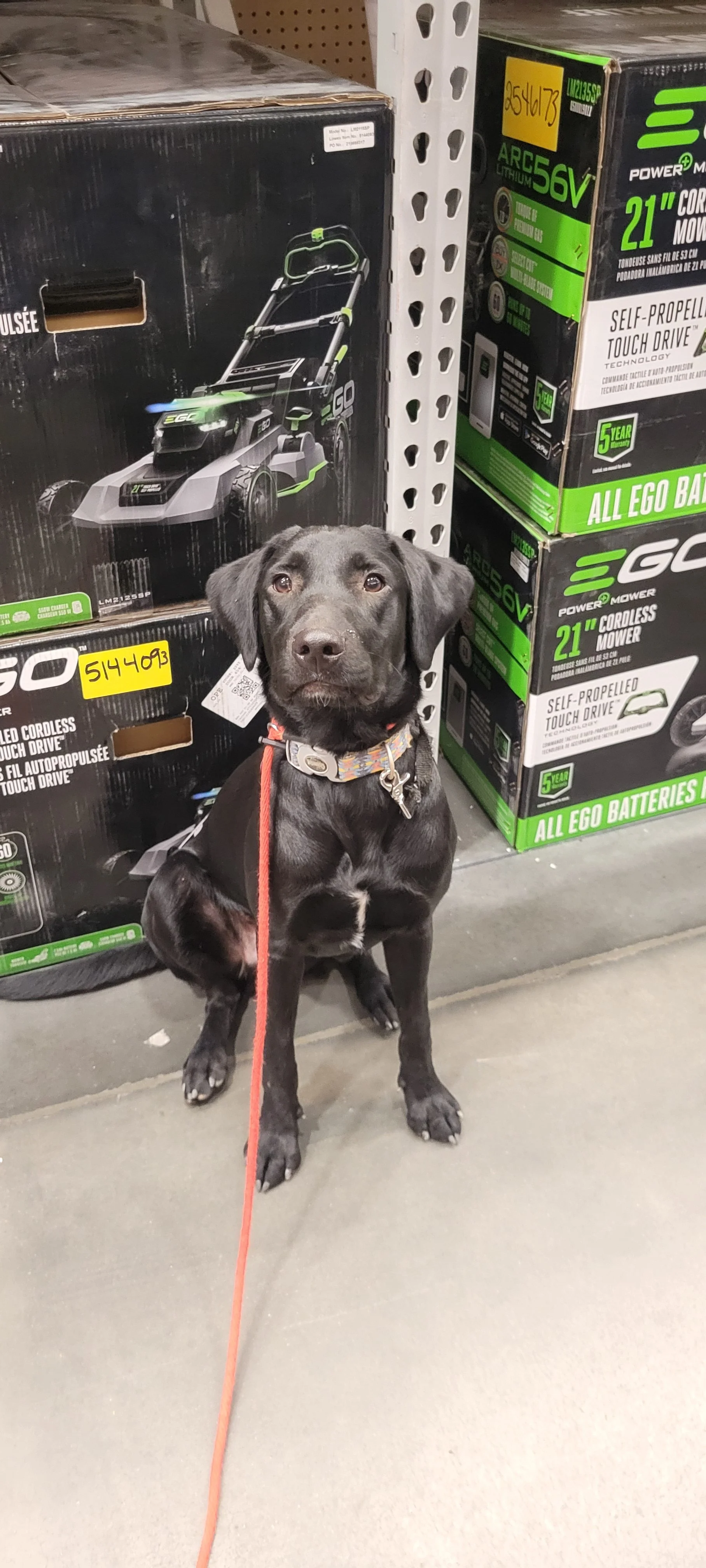 Austin - M Labrador