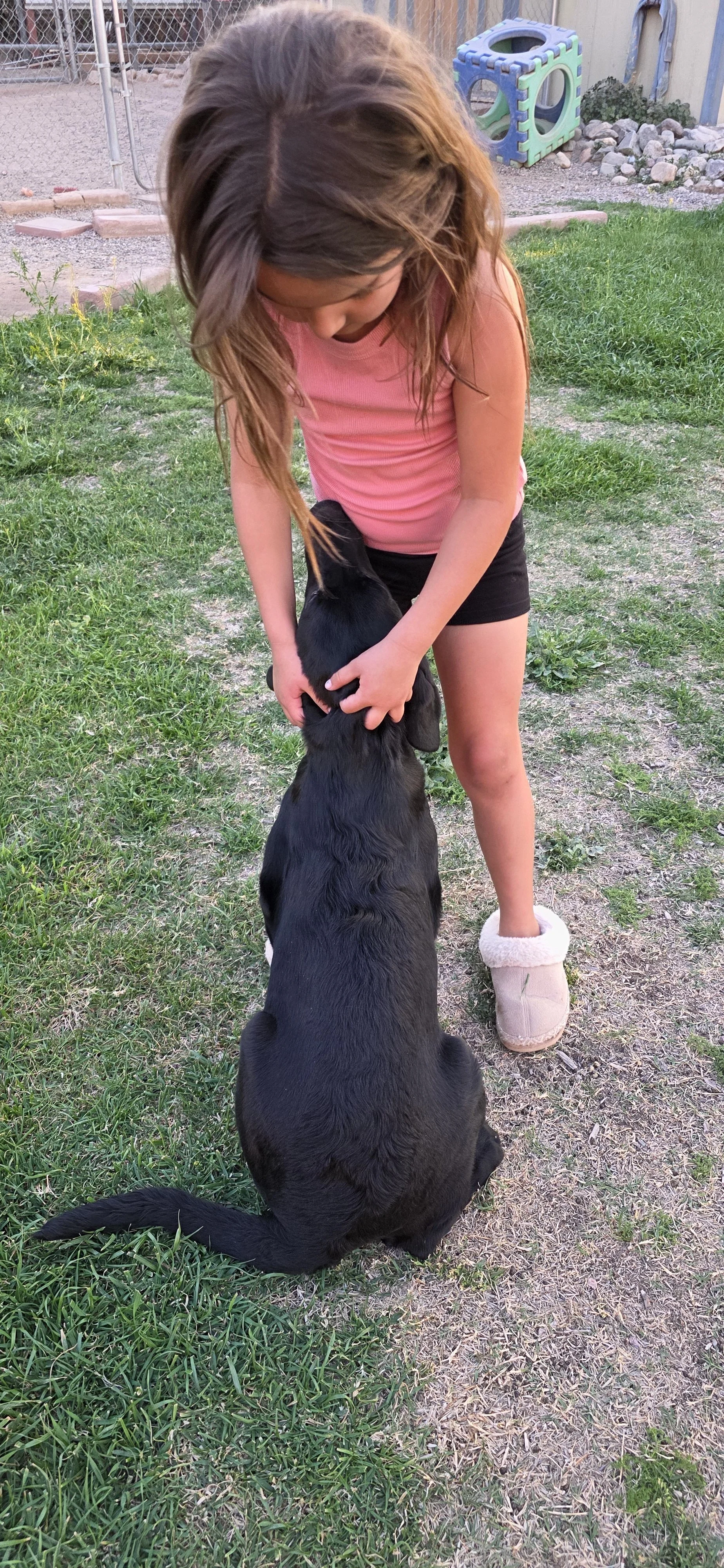 Ace - M Labrador