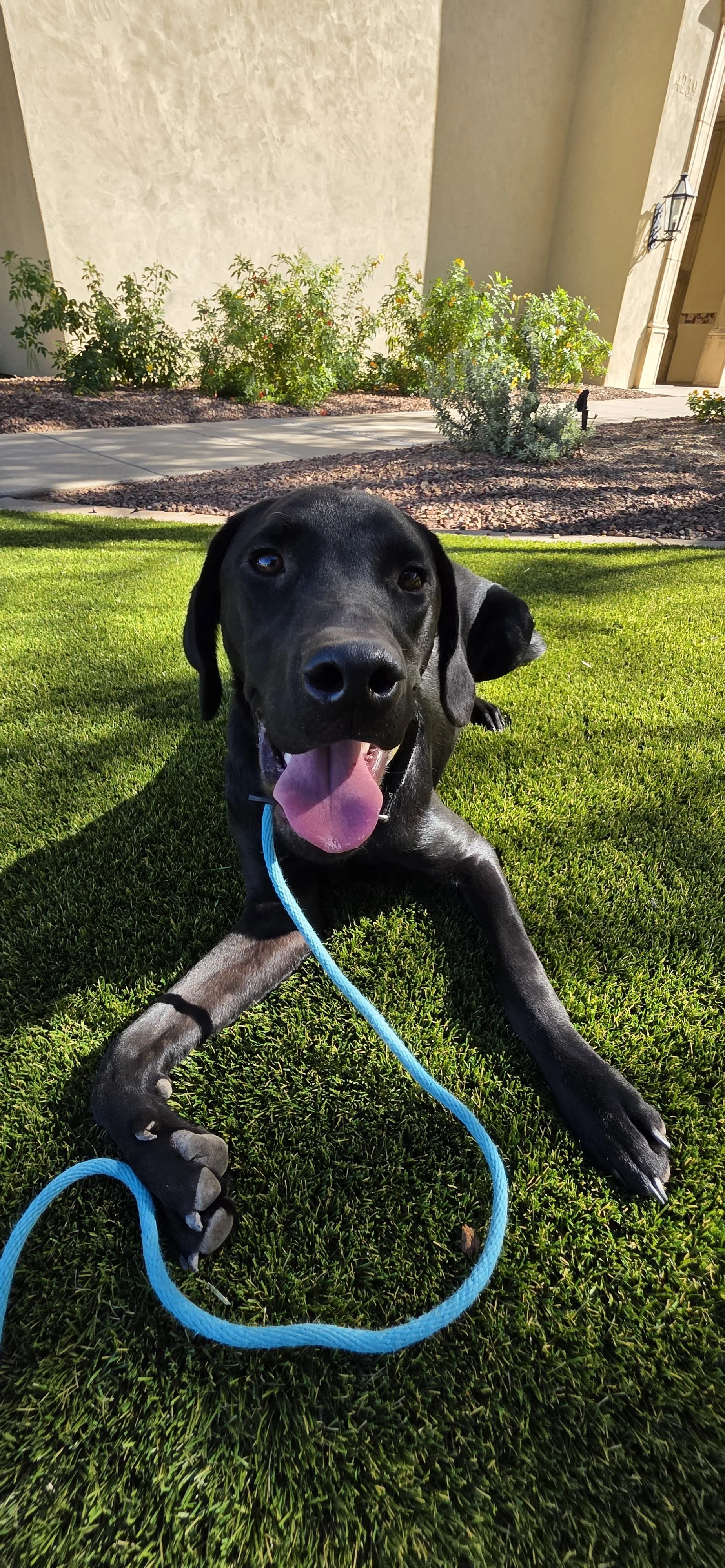 Radar - M Labrador