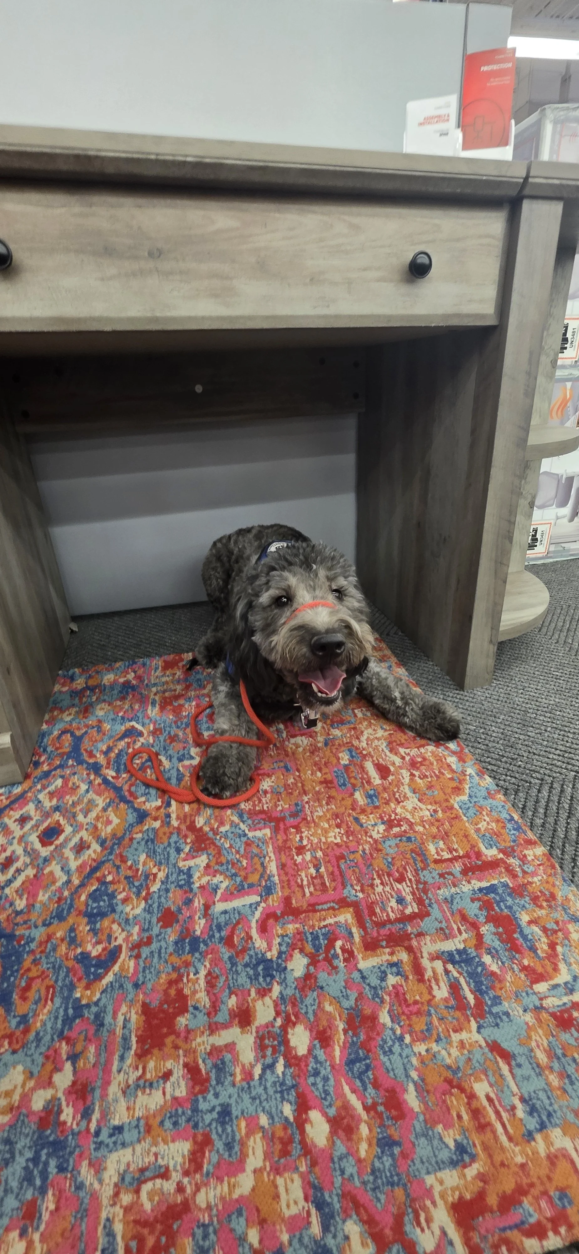 June F Goldendoodle 