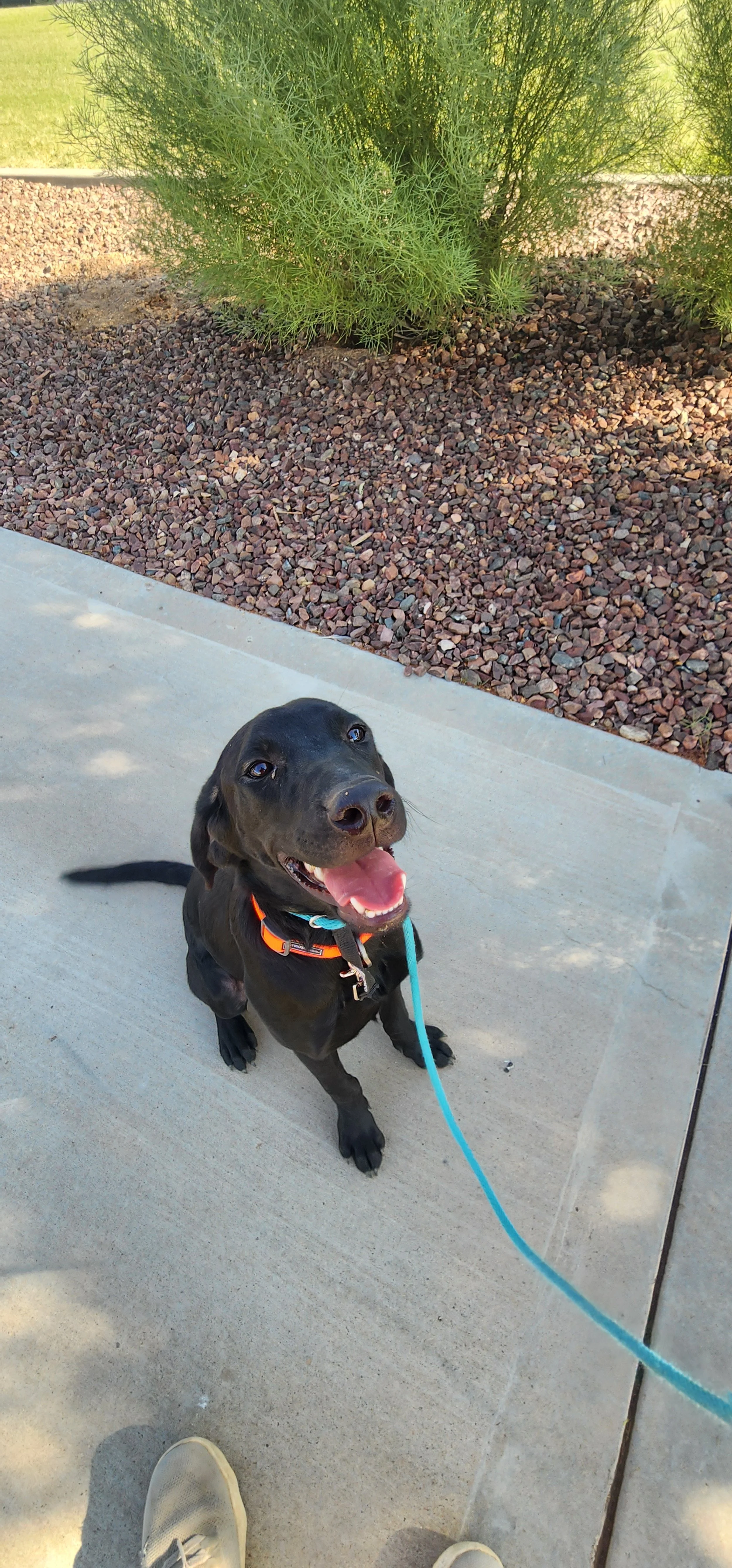 Bronx - M Labrador