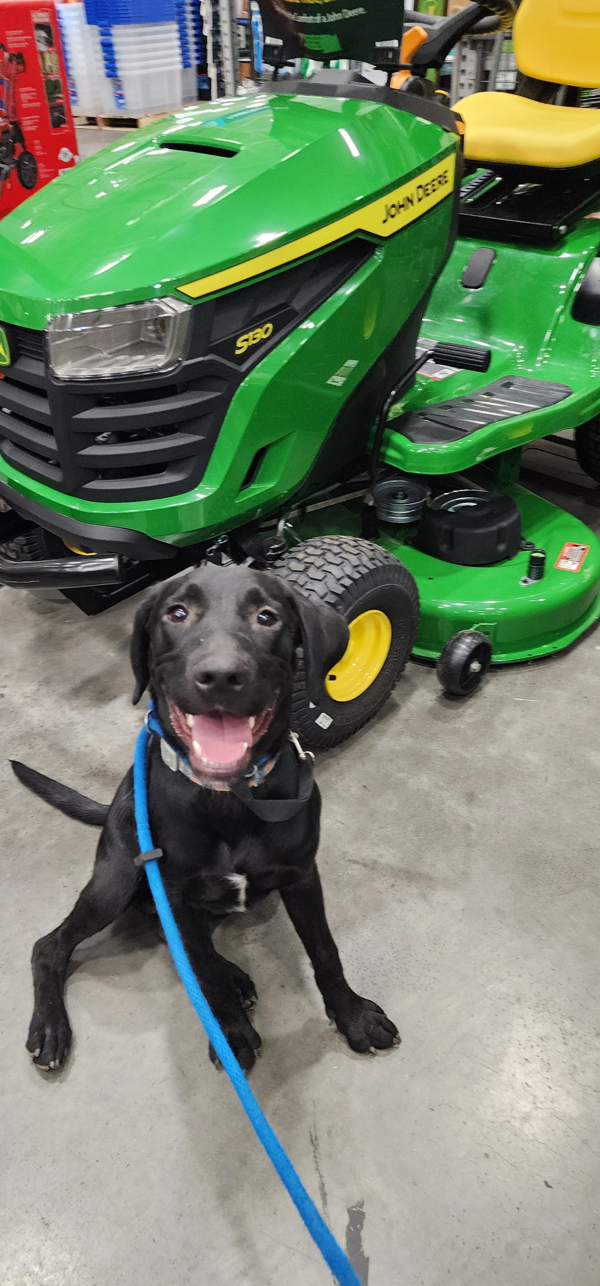 Austin - M Labrador