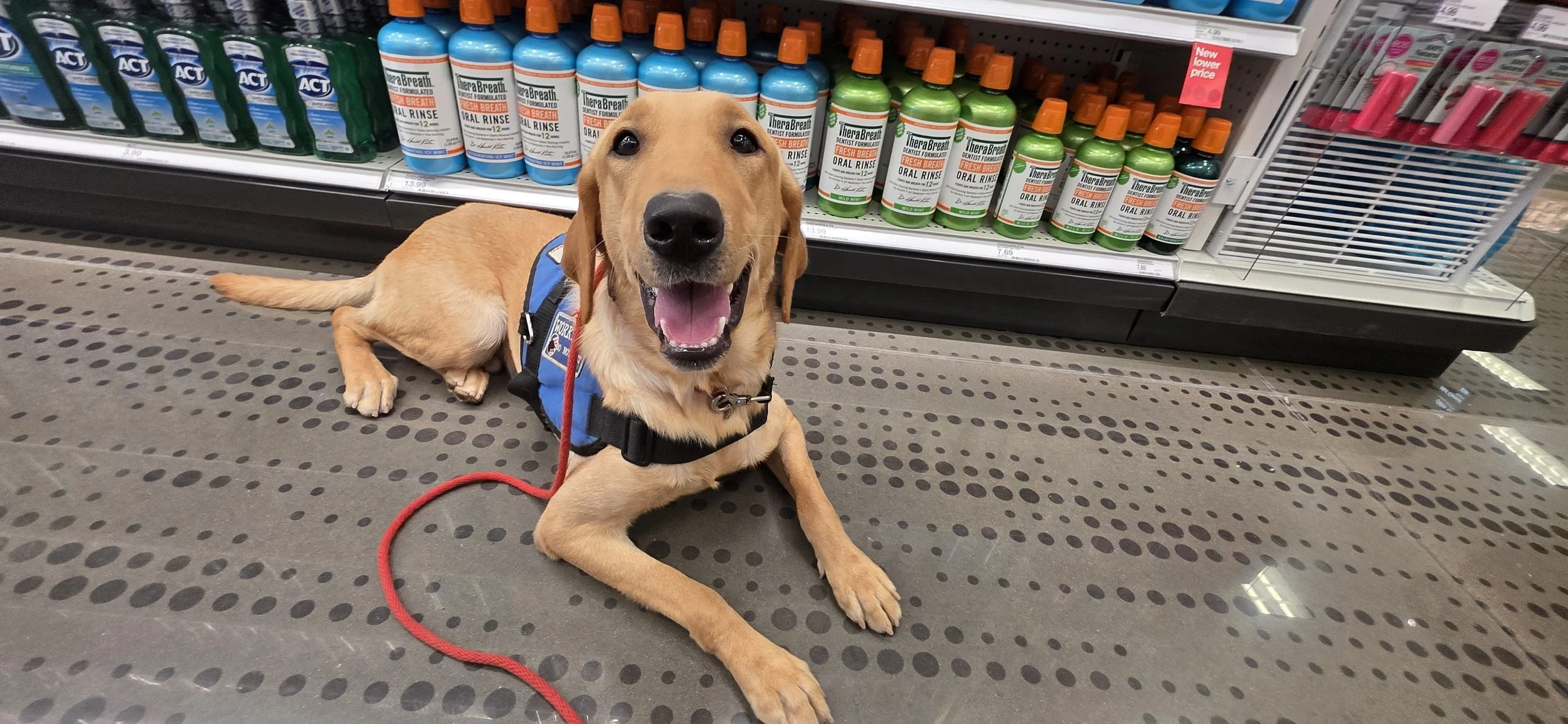 Buddy - Male Labrador