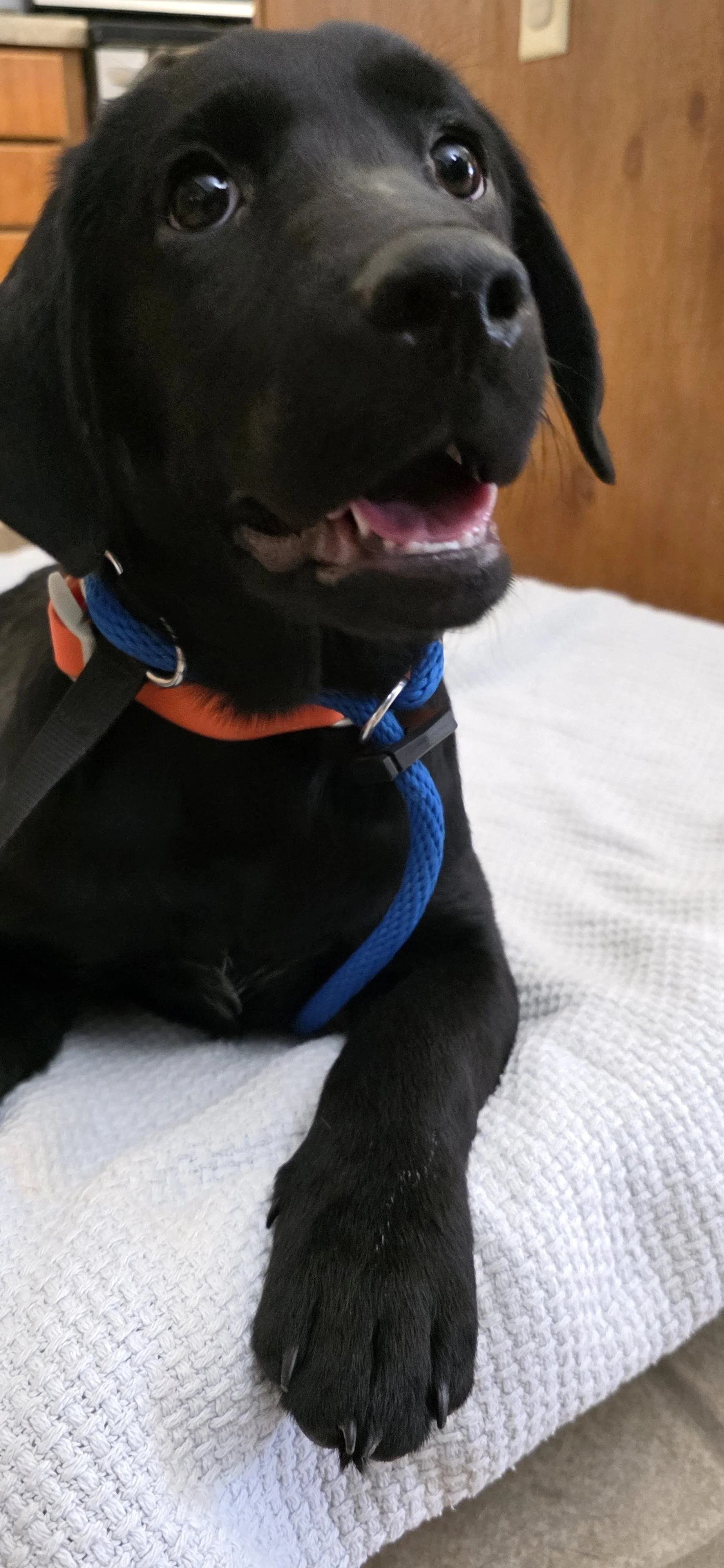 Oakley M Labrador