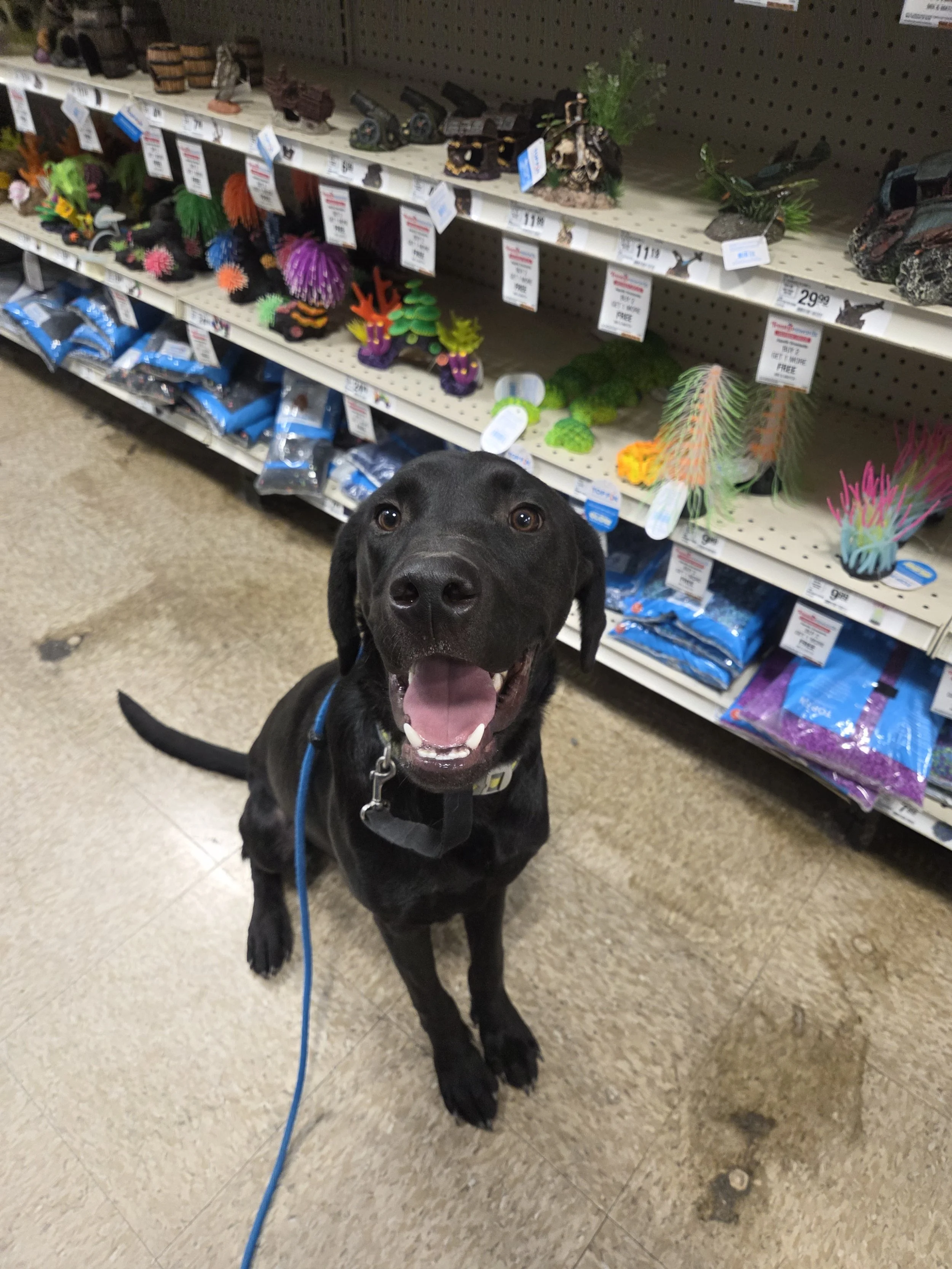 Radar - M Labrador
