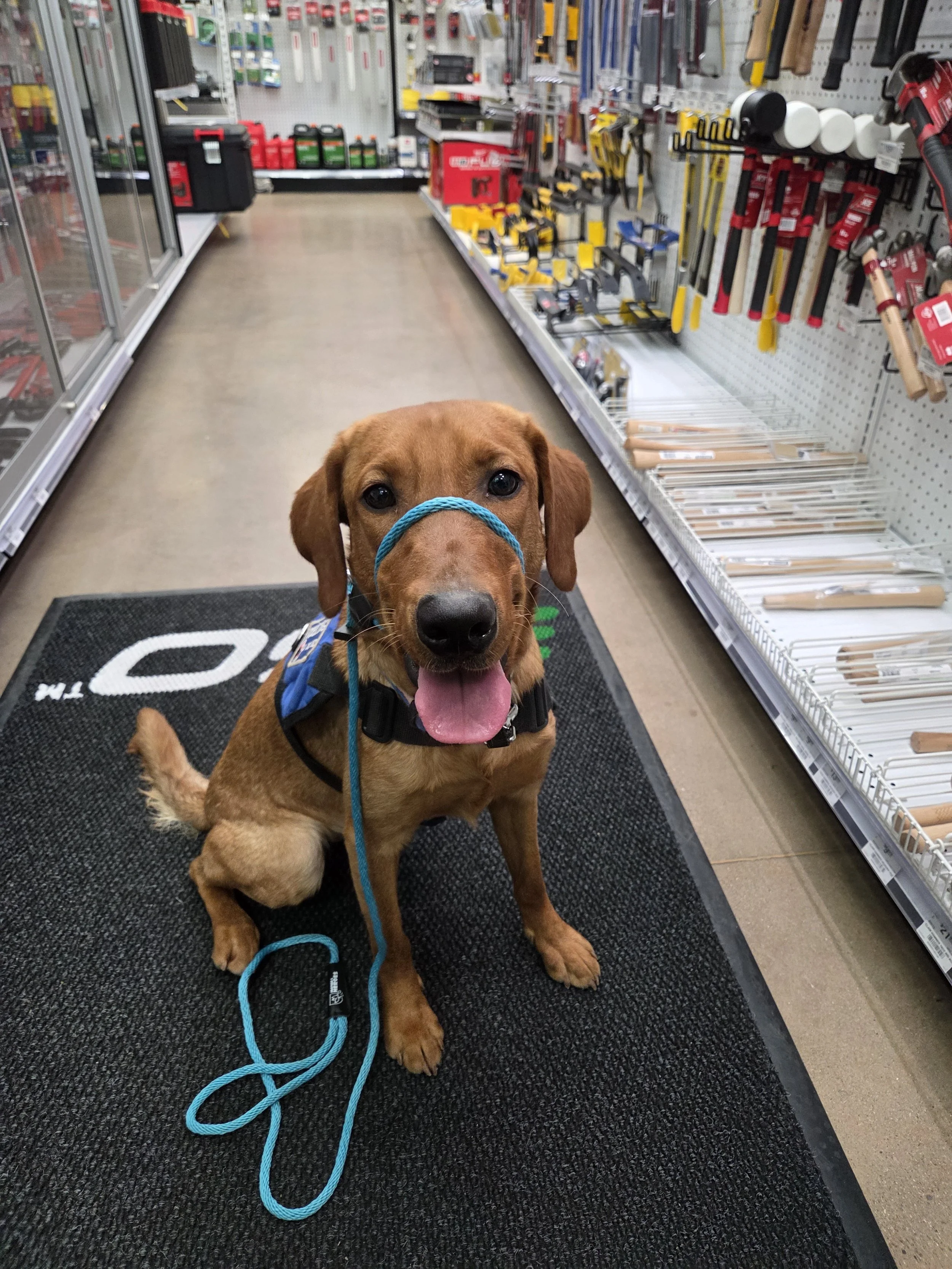 Ray - Male Labrador