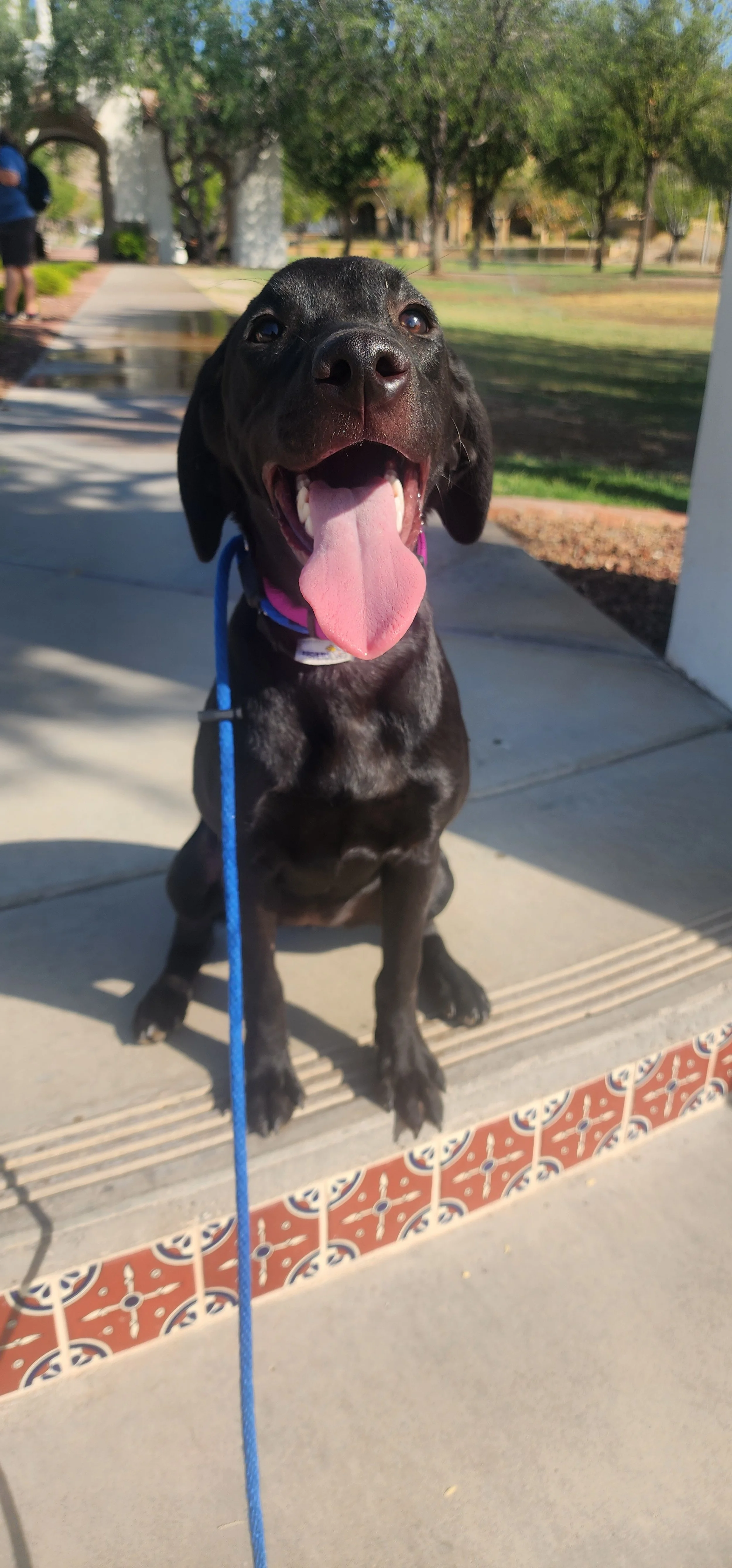 Suzie - Female Labrador