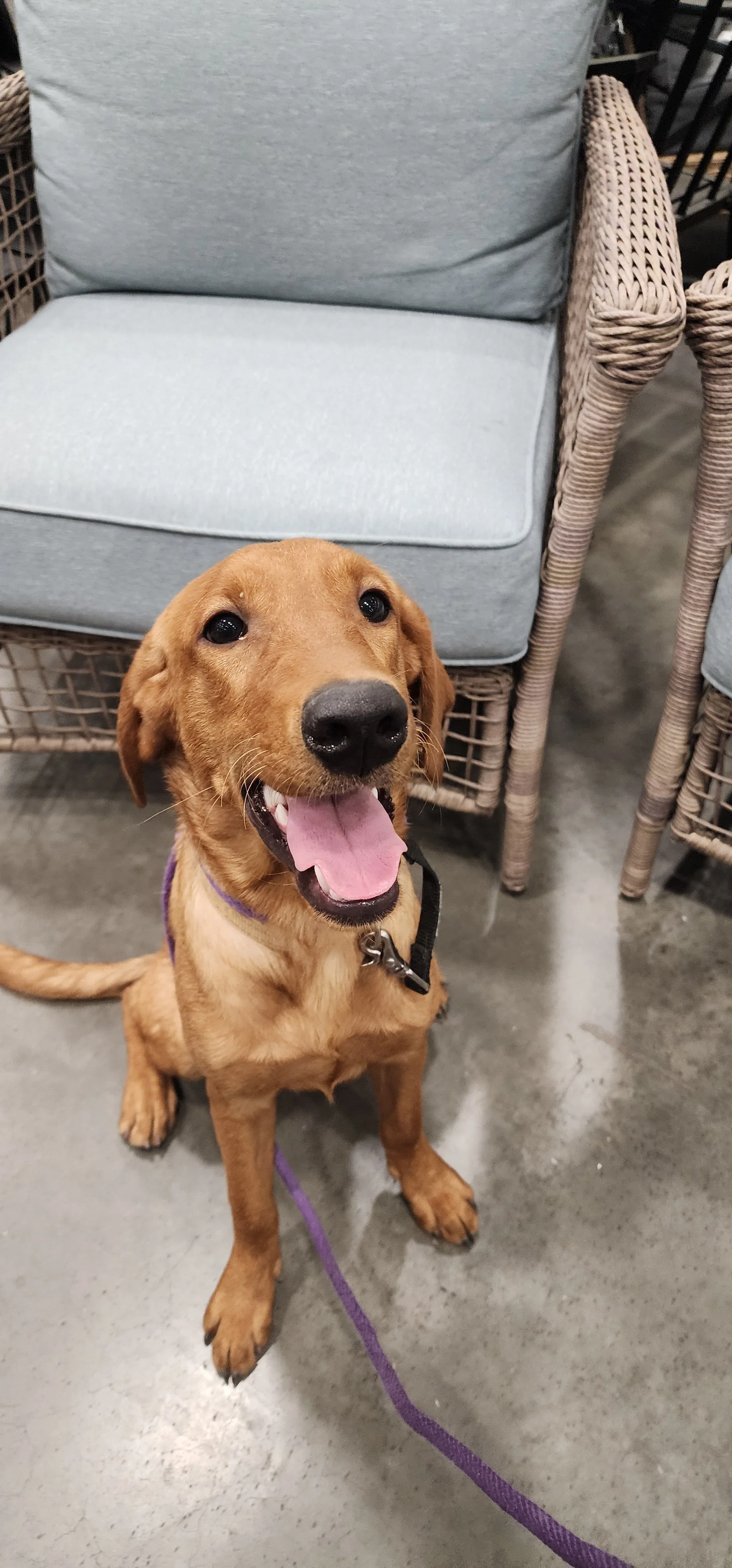 Ray - Male Labrador