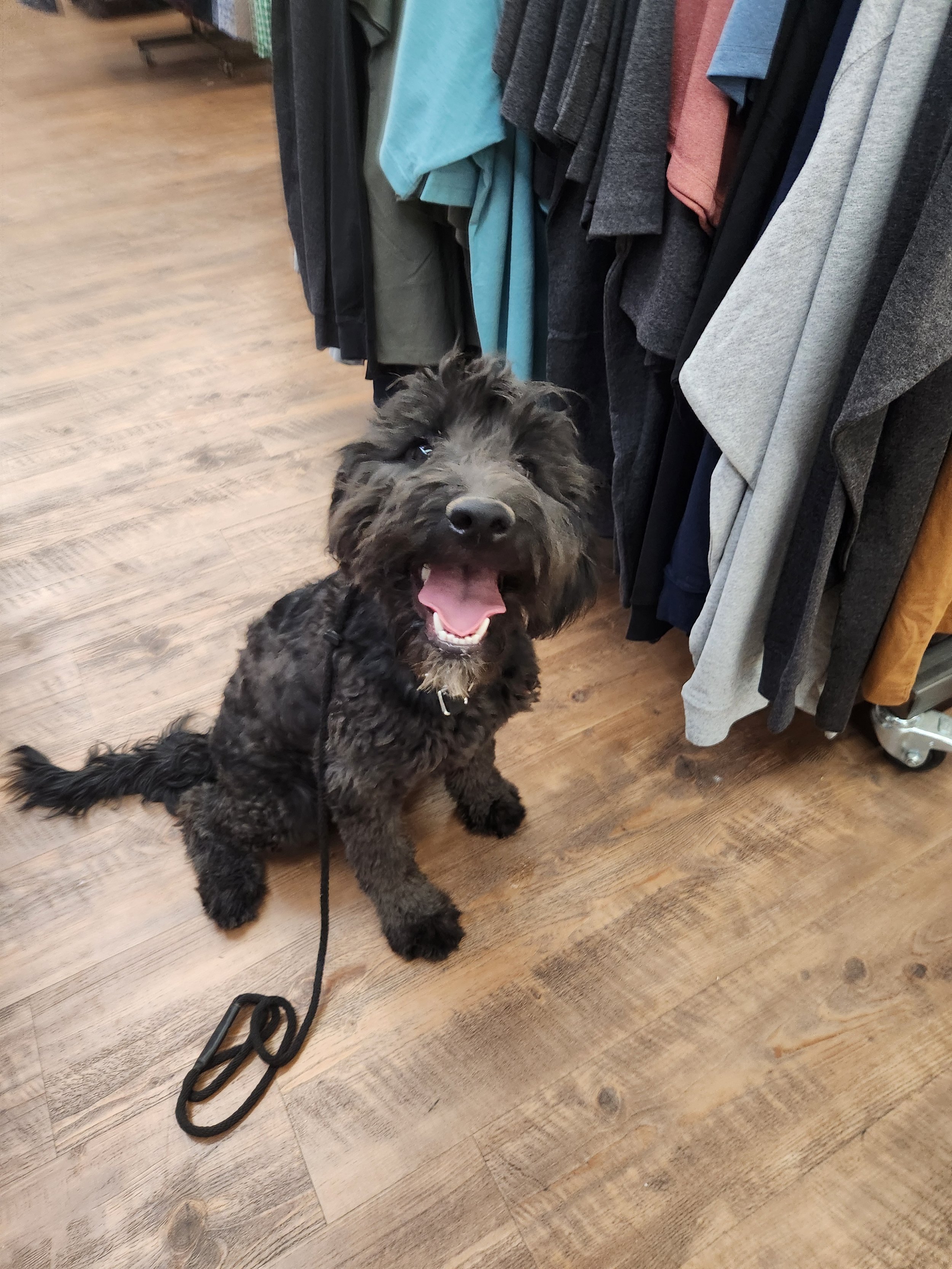 May - Female Goldendoodle